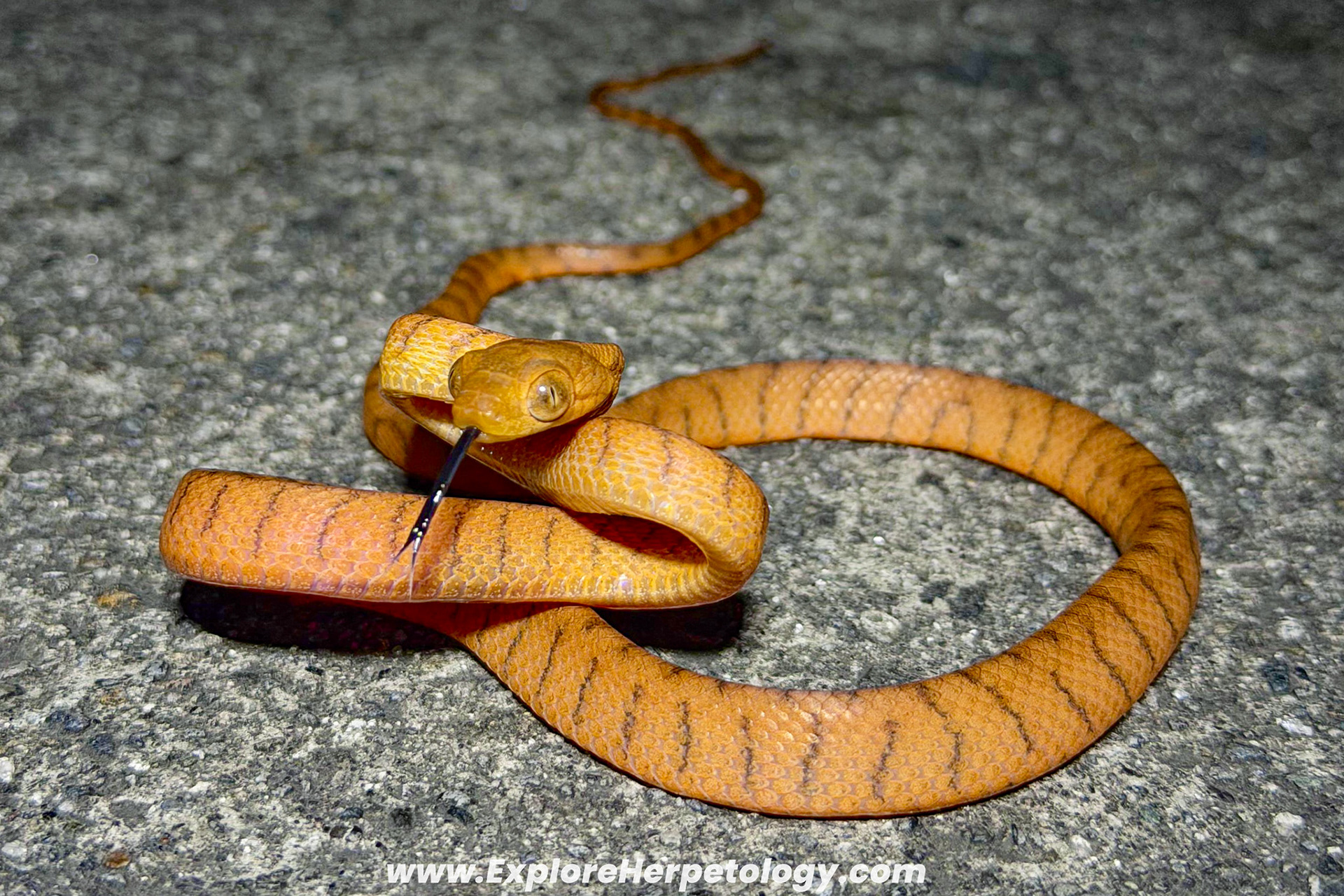 Philippine cat snake (Boiga philippina).