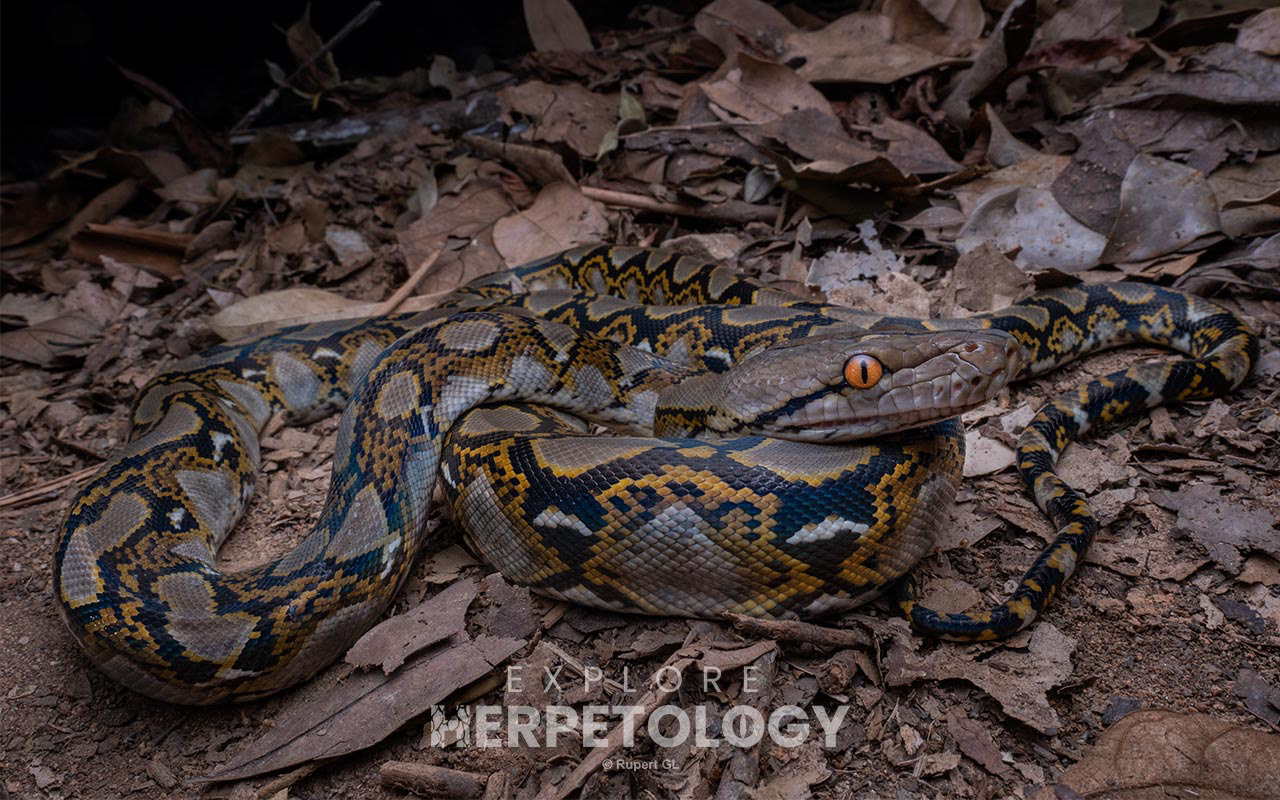 Reticulated python (Malayopython reticulatus)