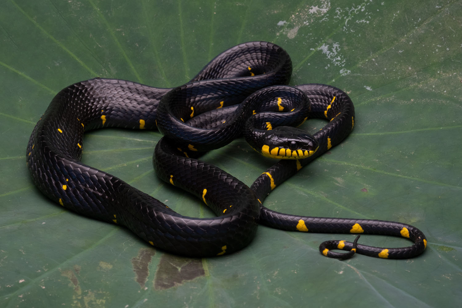 Mangrove cat snake (Boiga melanota)