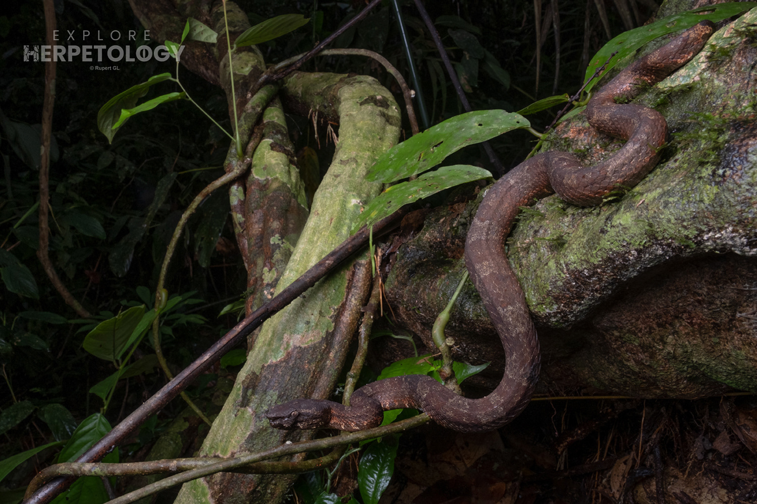 Adult female Wirot's pit viper (Craspedocephalus wiroti).