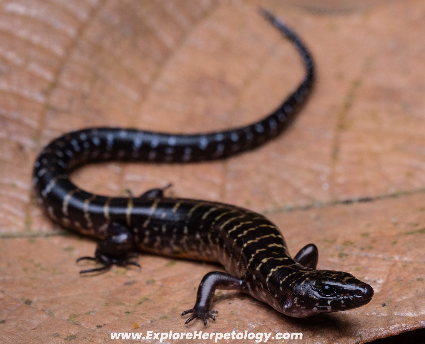 Banded sphenomorphus (Sphenomorphus fasciatus).