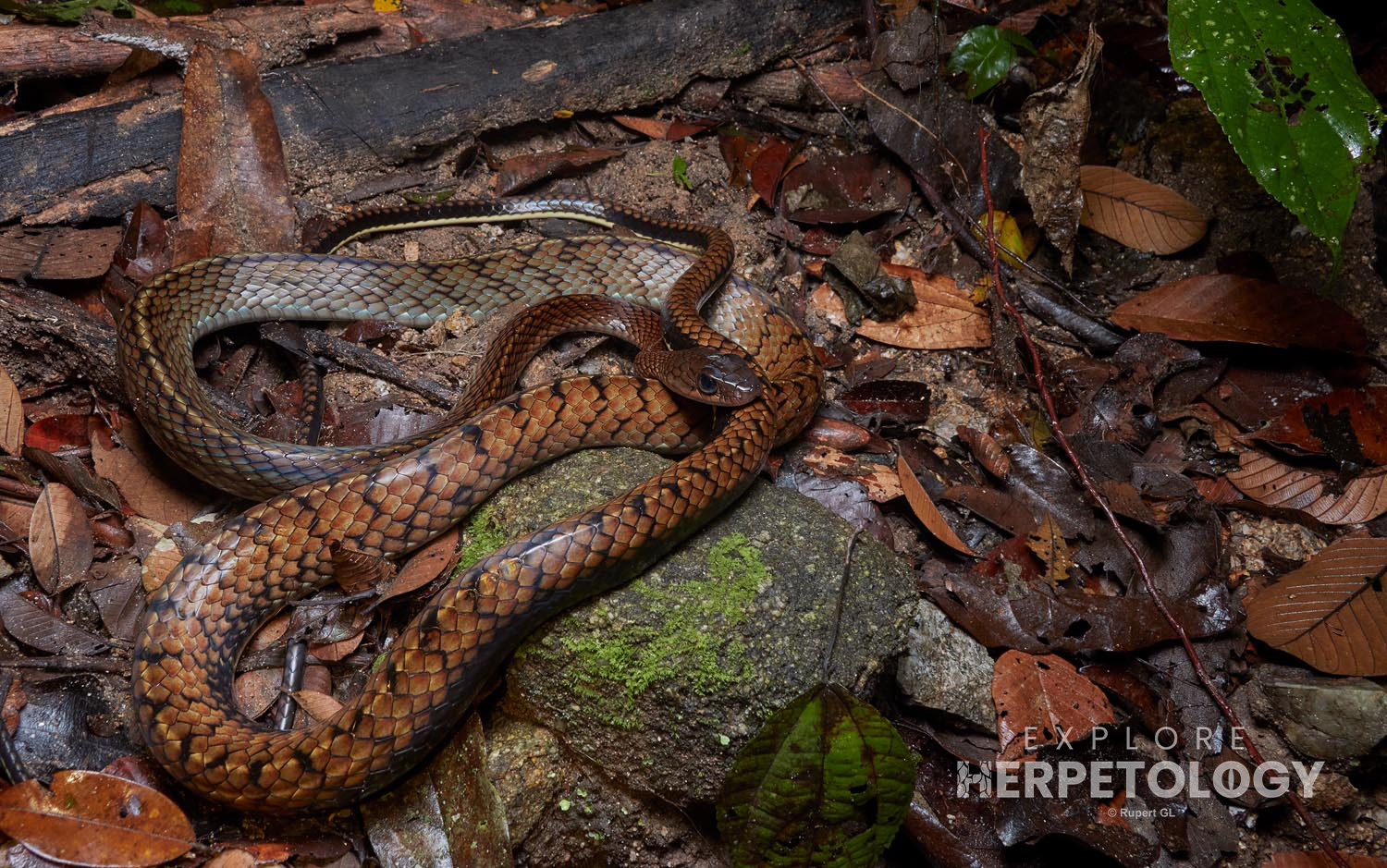 White-bellied rat snake (Ptyas fusca)