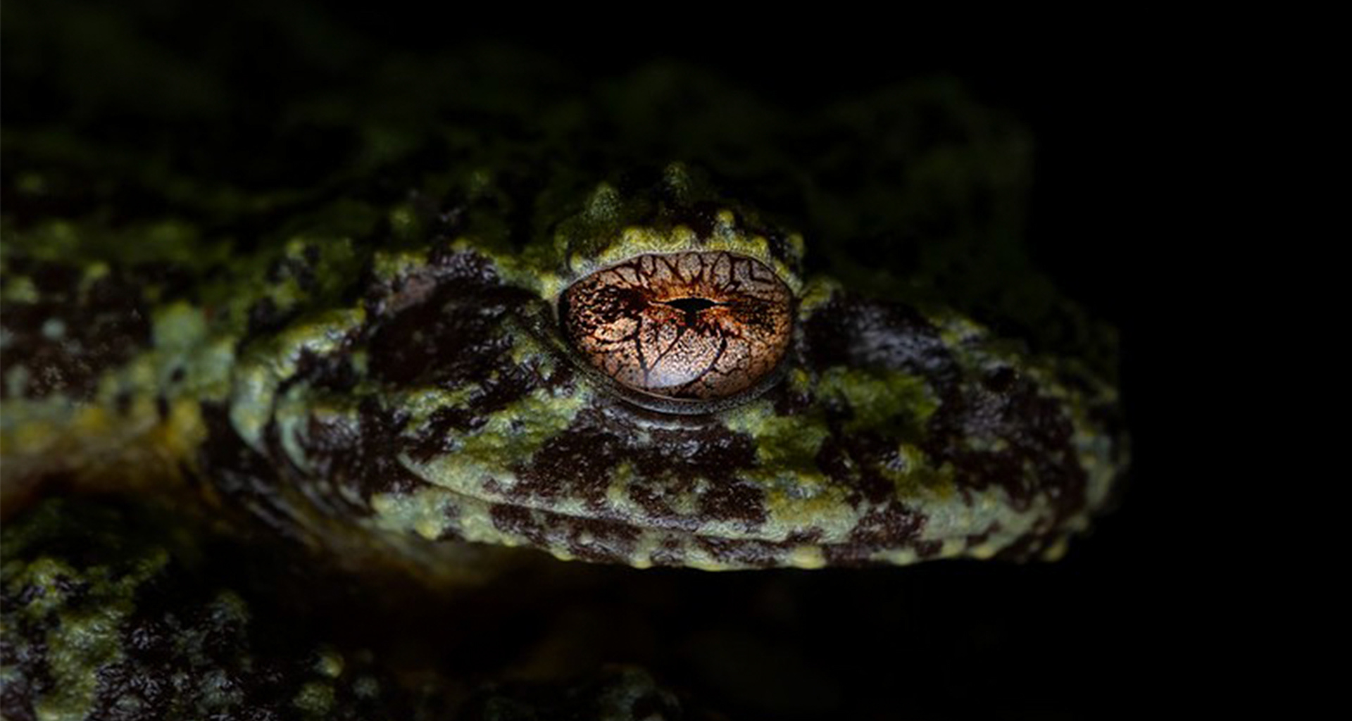 Kinabalu green bush frog (Philautus bunitus)
