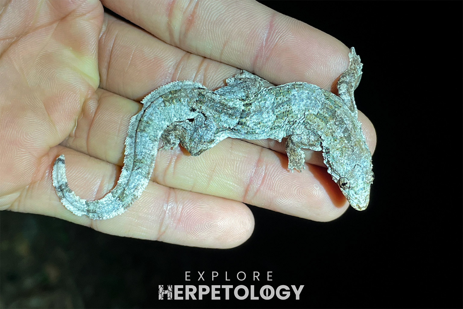 Frilled gecko (Hemidactylus craspedotus).
