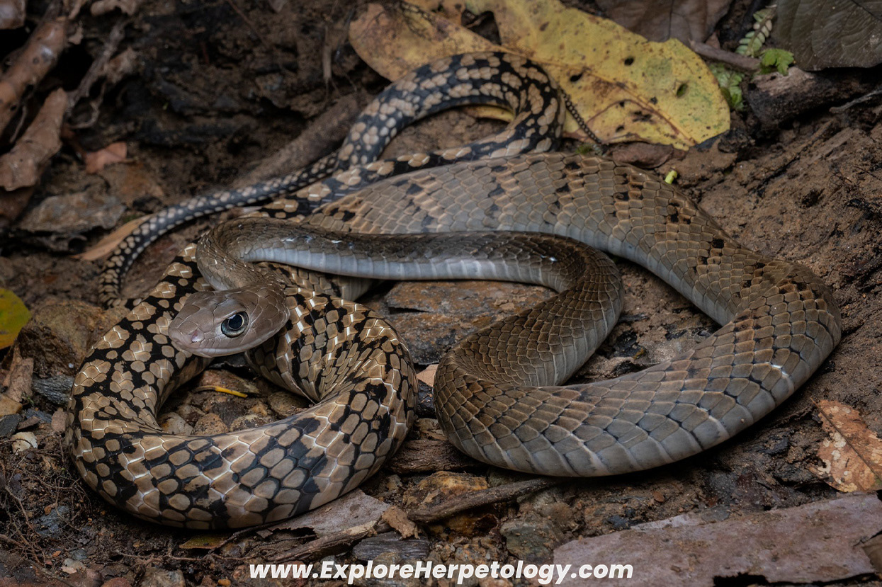 Keeled rat snake (Ptyas carinata).
