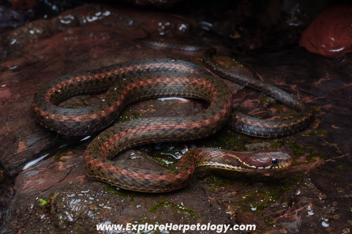 Khasi keelback (Hebius khasiensis).