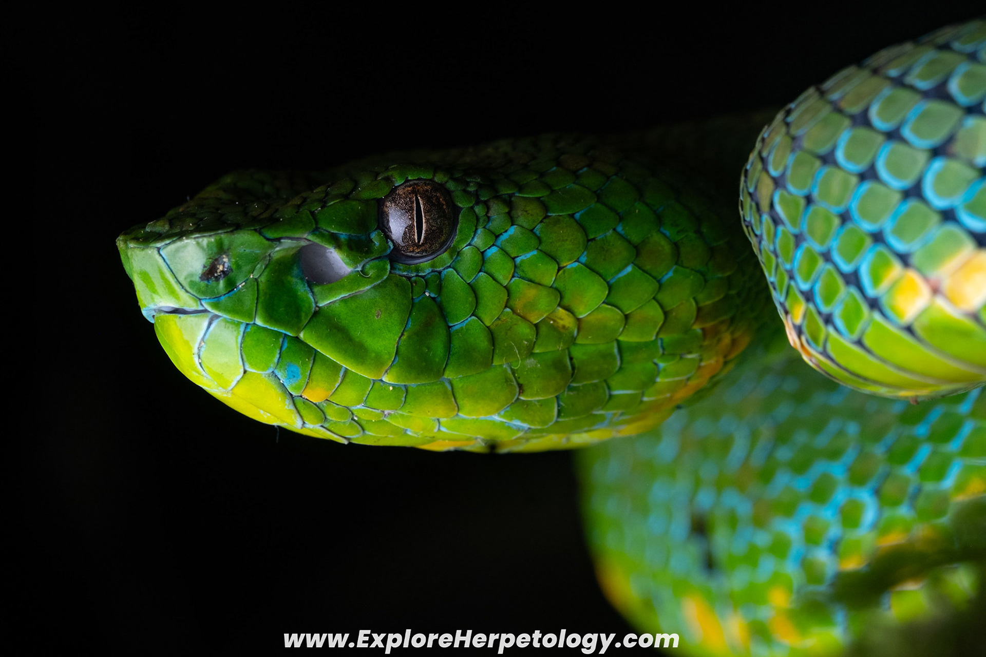 Adult female Mindanao/Philippine pit viper (Trimeresurus cf. flavomaculatus).