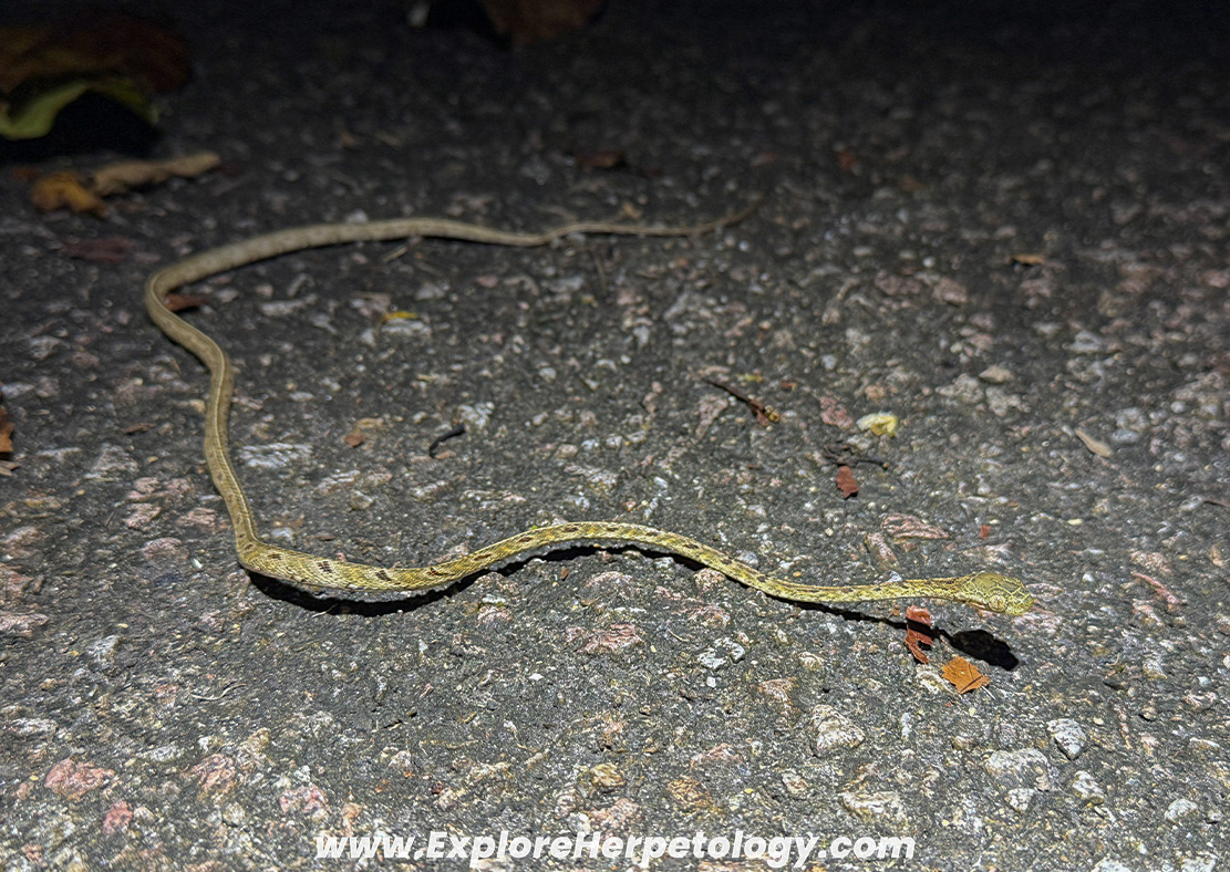 Bengkulu cat snake (Boiga bengkuluensis).