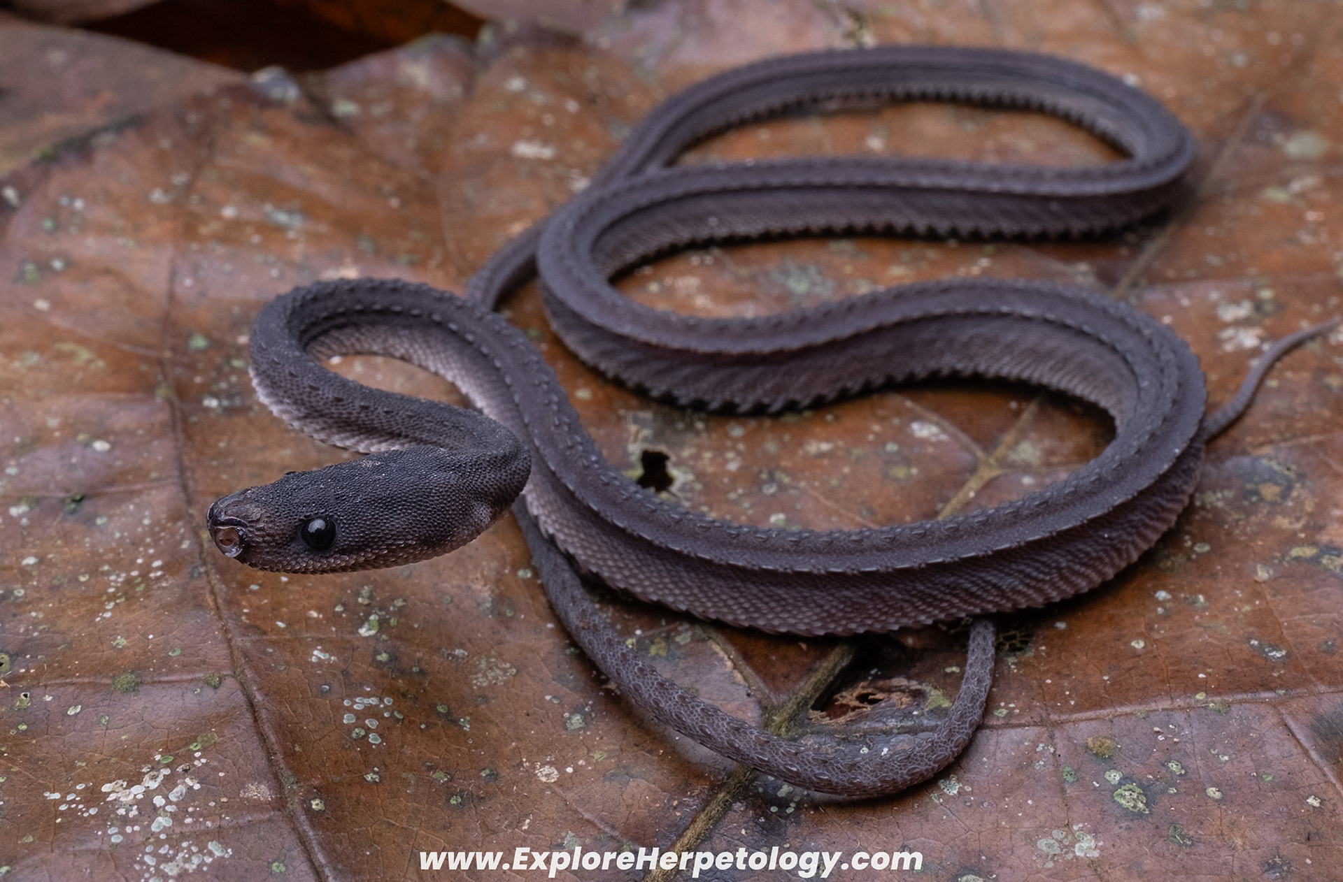 Dragon snake (Xenodermus javanicus).