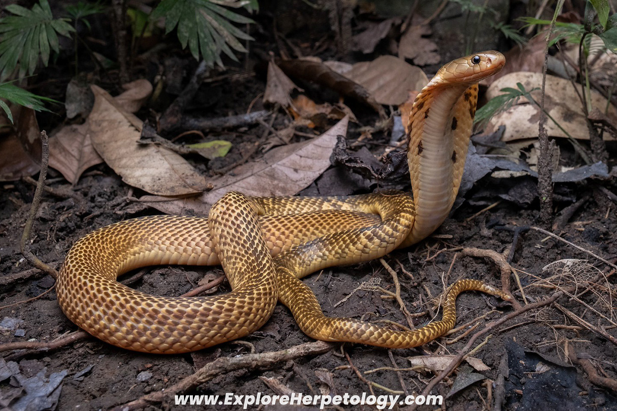 Sumatran spitting cobra (Naja sumatrana).