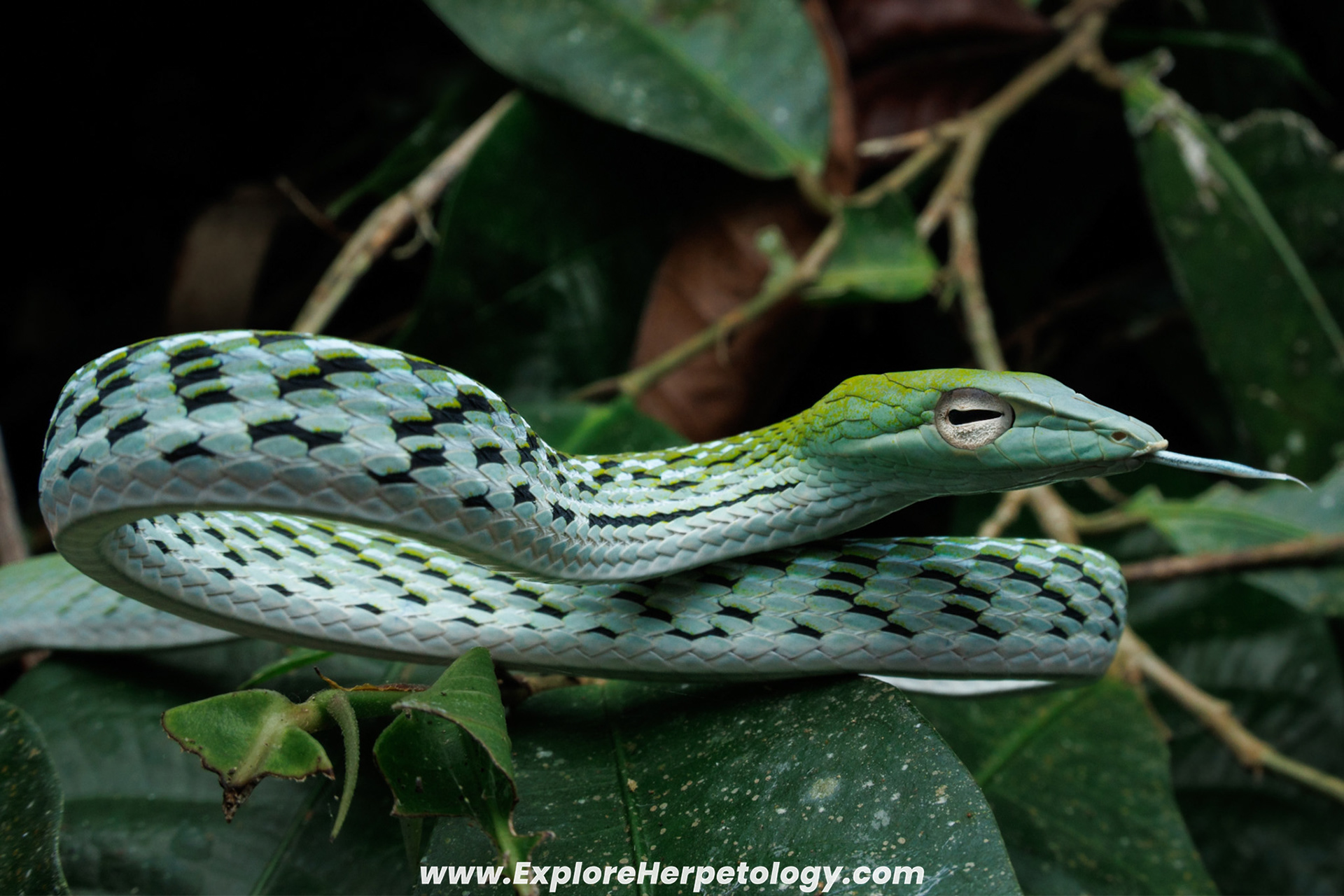 Oriental vine snake (Ahaetulla prasina).