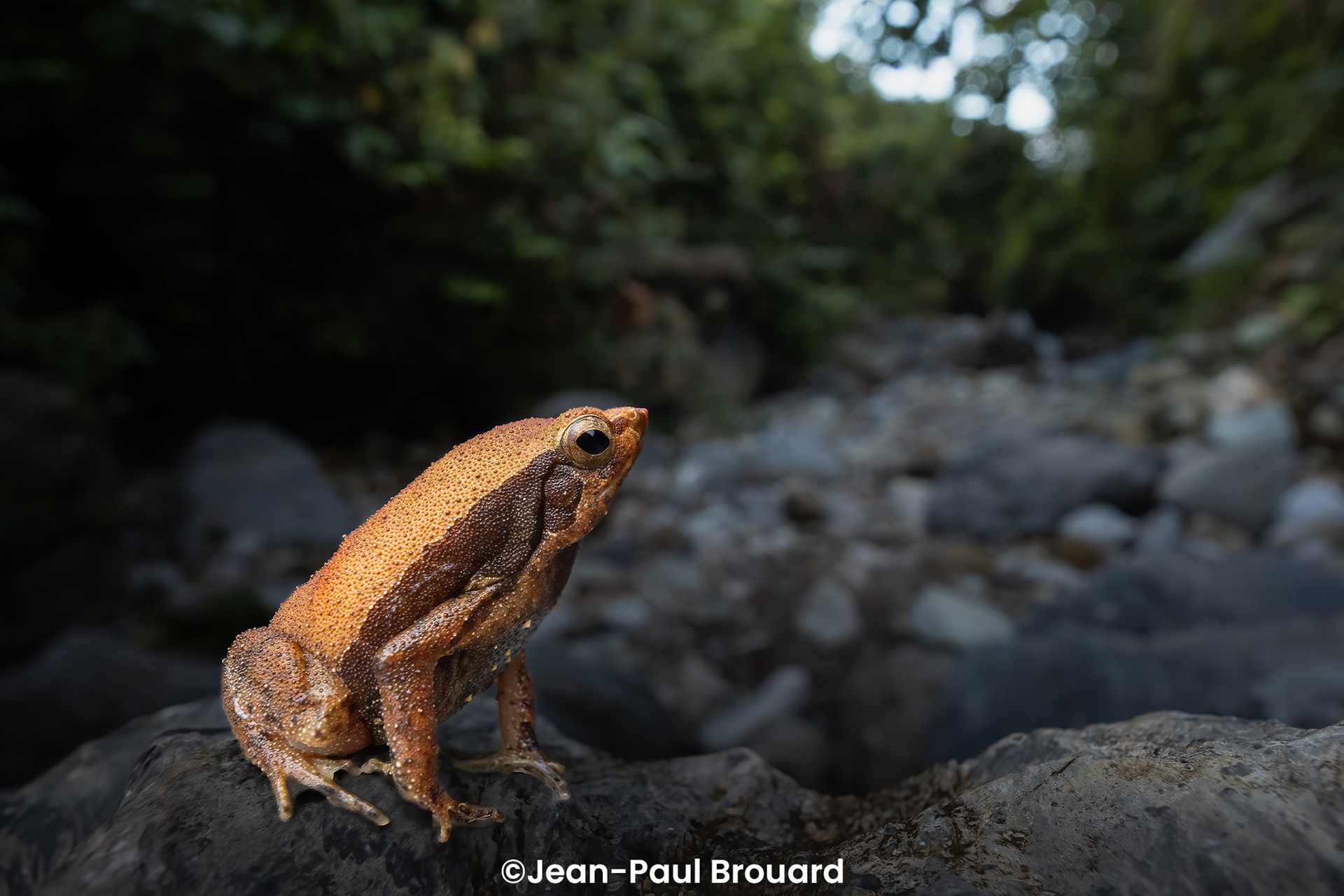 Lined sticky frog (Kalophrynus interlineatus).