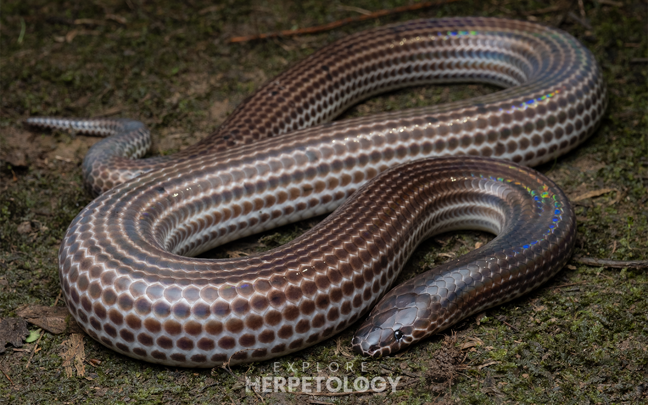 Sunbeam snake (Xenopeltis unicolor)