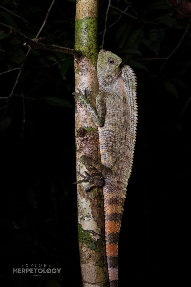Female Abbott’s angle-headed lizard (Gonocephalus abbotti)