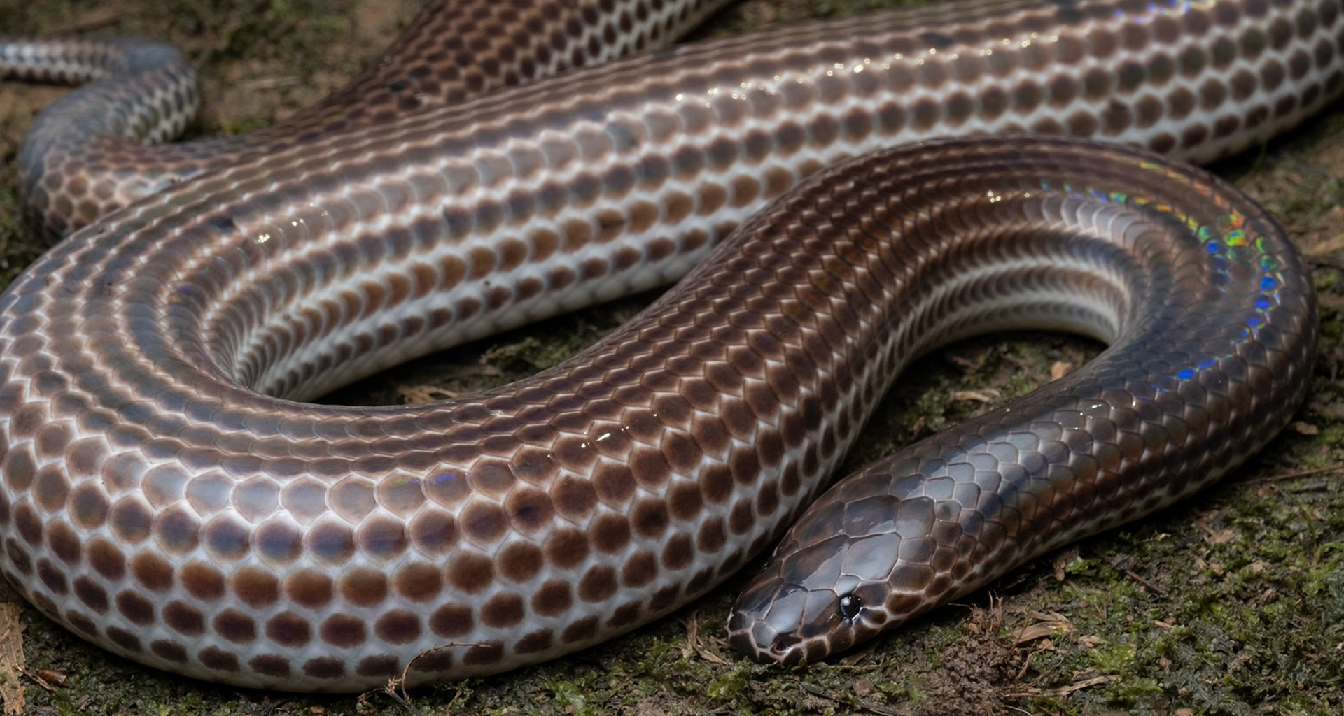 Sunbeam snake (Xenopeltis unicolor).