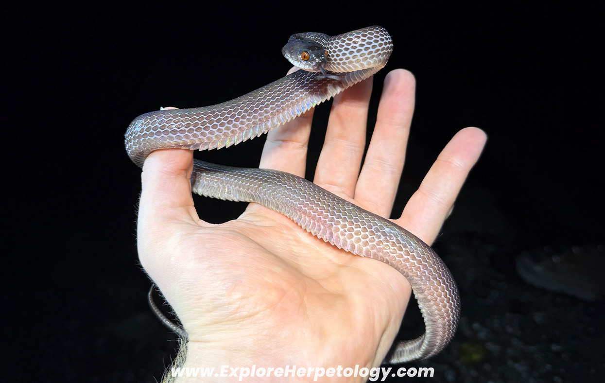 Mirkwood forest slug snake (Asthenodipsas lasgalenensis).