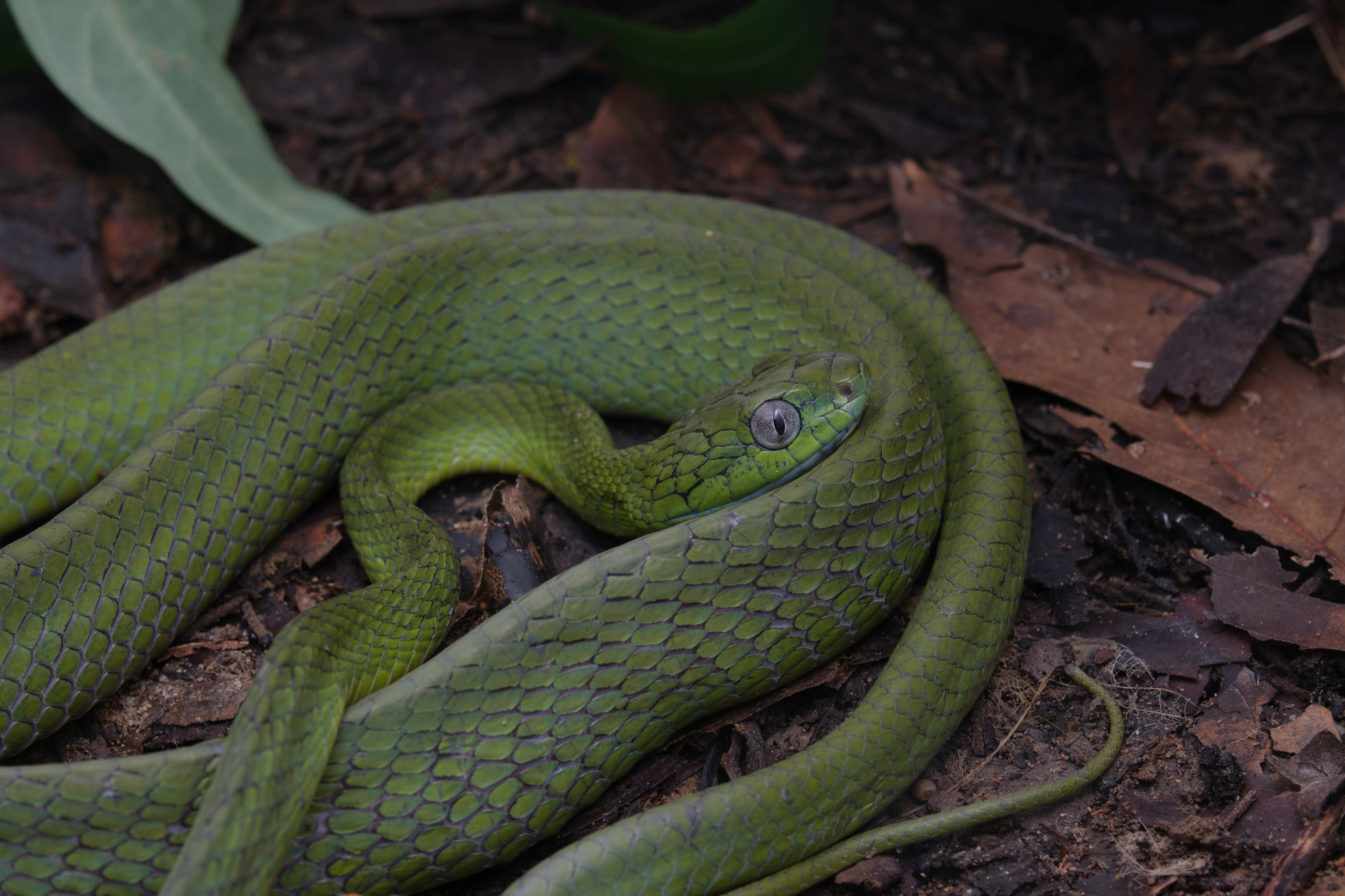 Green cat snake (Boiga cyanea) from Phuket