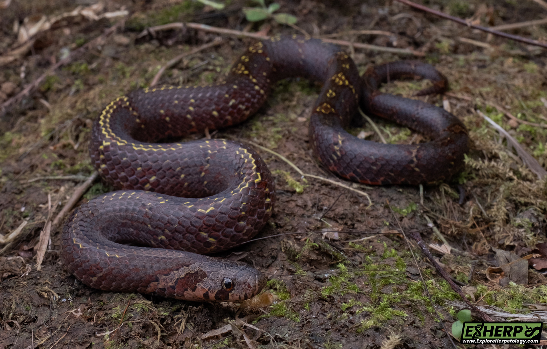 Padang kukri snake (Oligodon cf. pulcherrimus)
