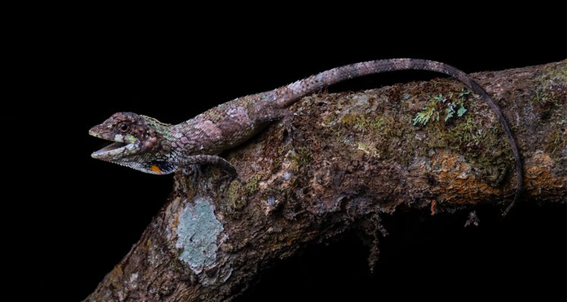 Extremely rare black-throated agamid (Complicitus nigrigularis)