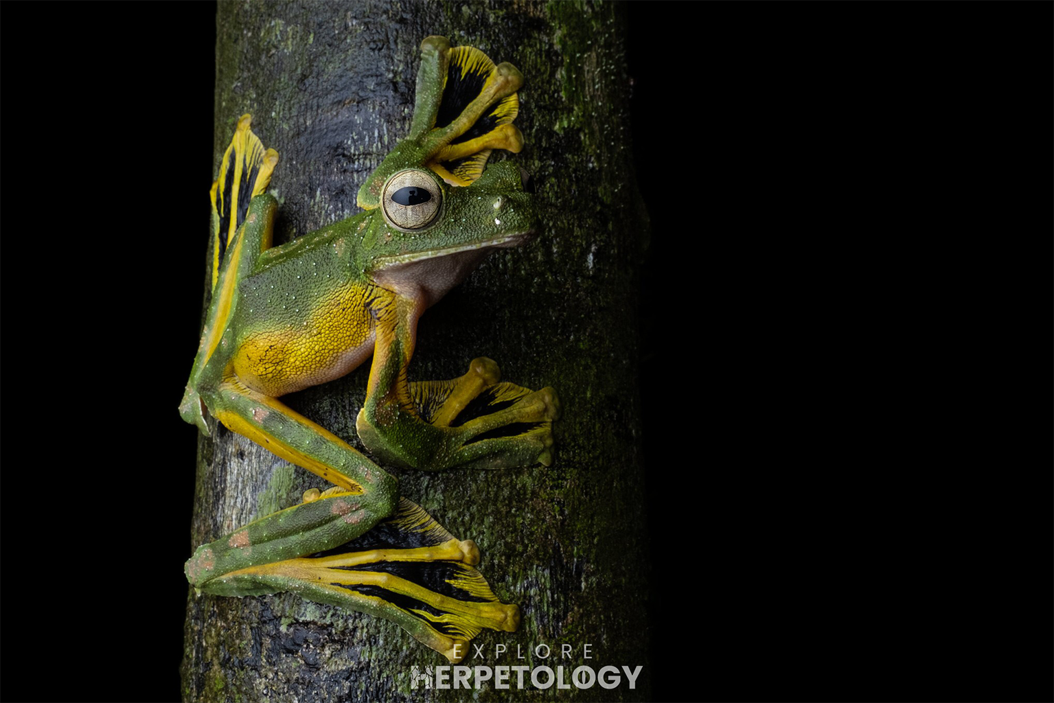Wallace's flying frog (Rhacophorus nigropalmatus)