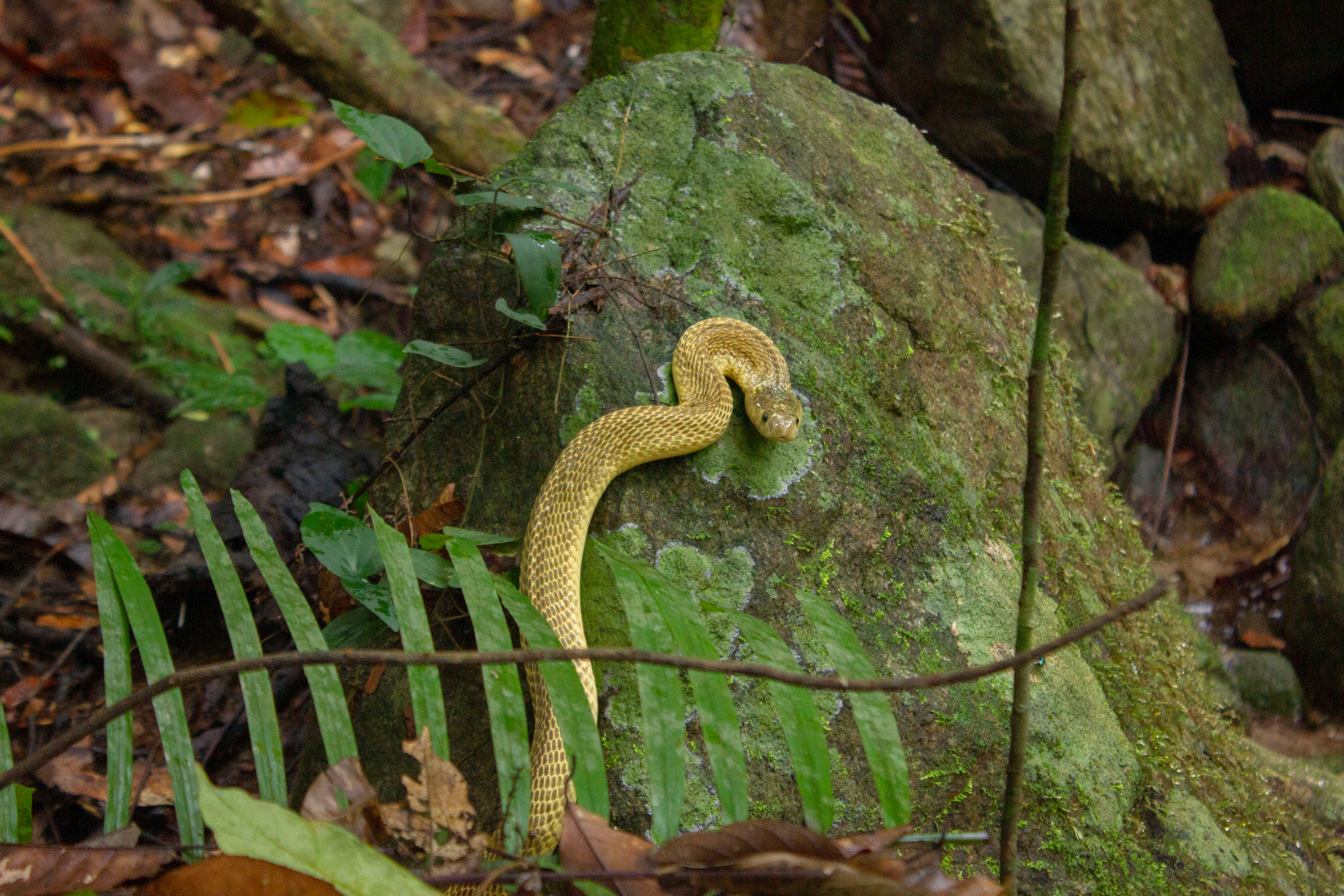 Sumatran spitting cobra (Naja sumatrana) in-situ, Trang