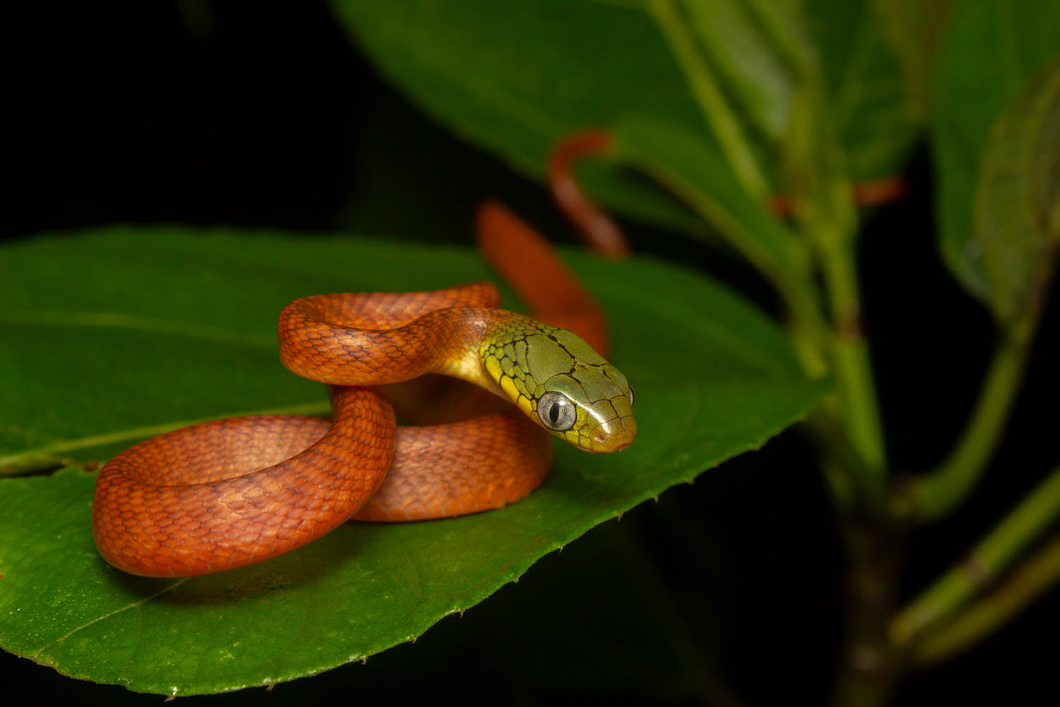 Juvenile green cat snake (Boiga cyanea)