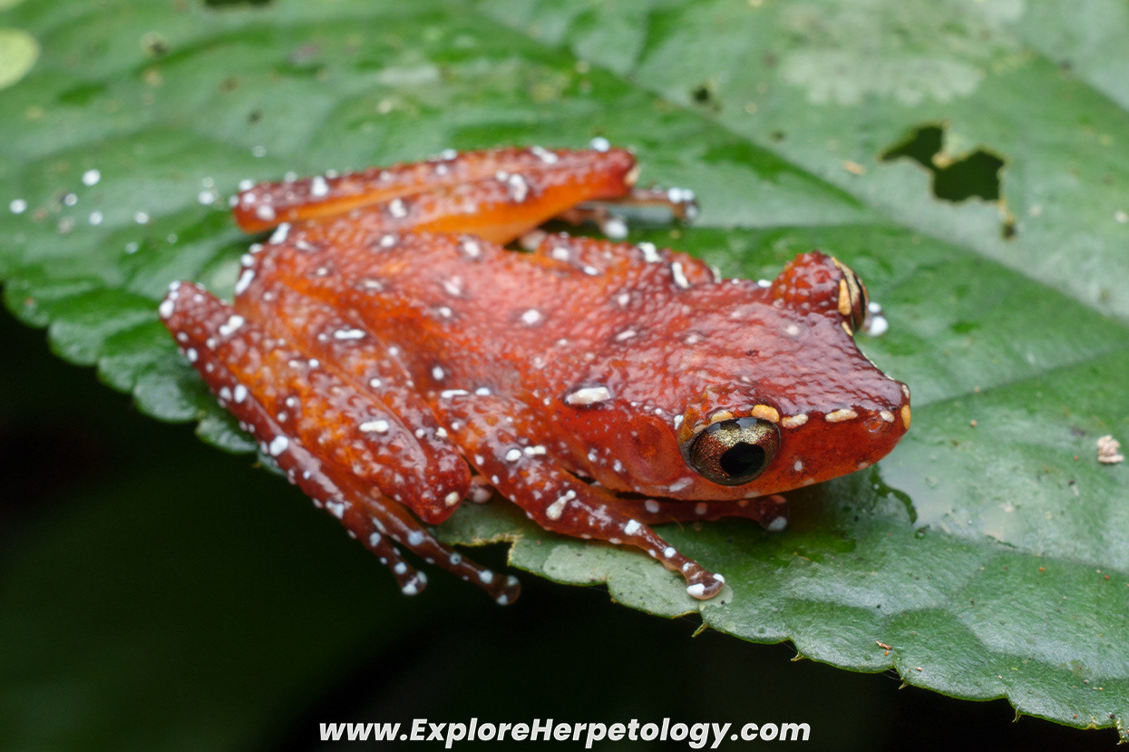 Peninsula cinnamon frog (Nyctixalus pictus).