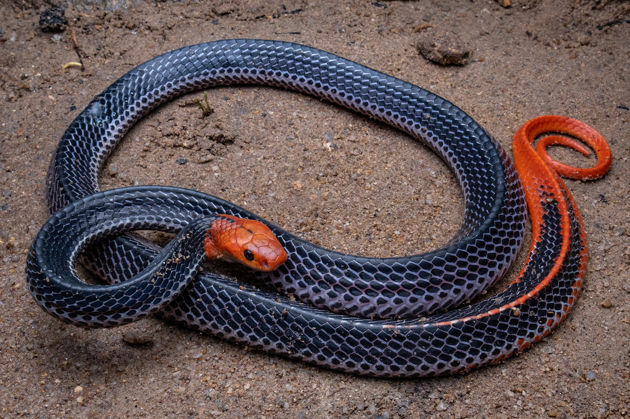 Red-headed krait (Bungarus flaviceps).