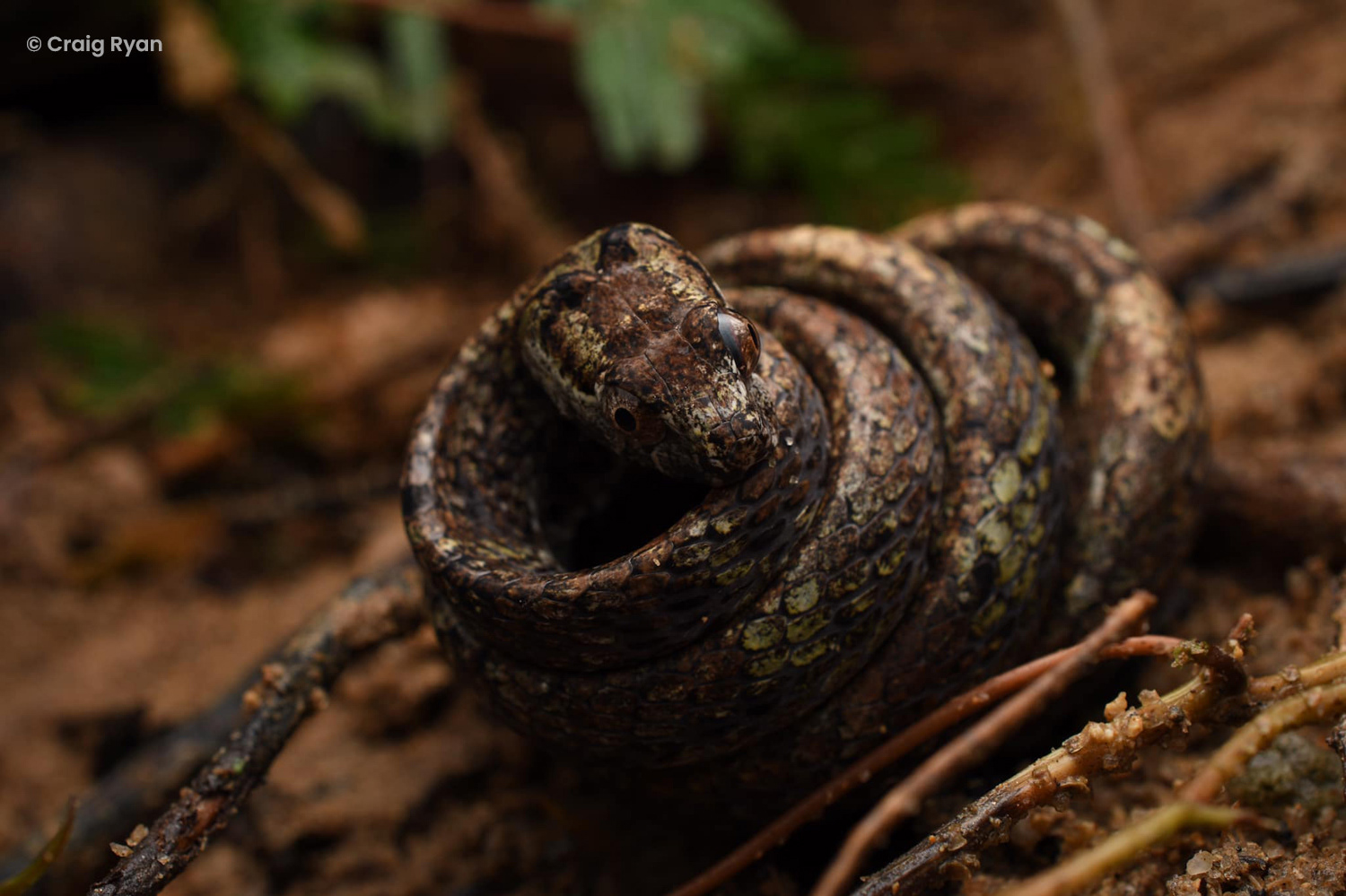Blunt-headed slug snake (Aplopeltura boa)