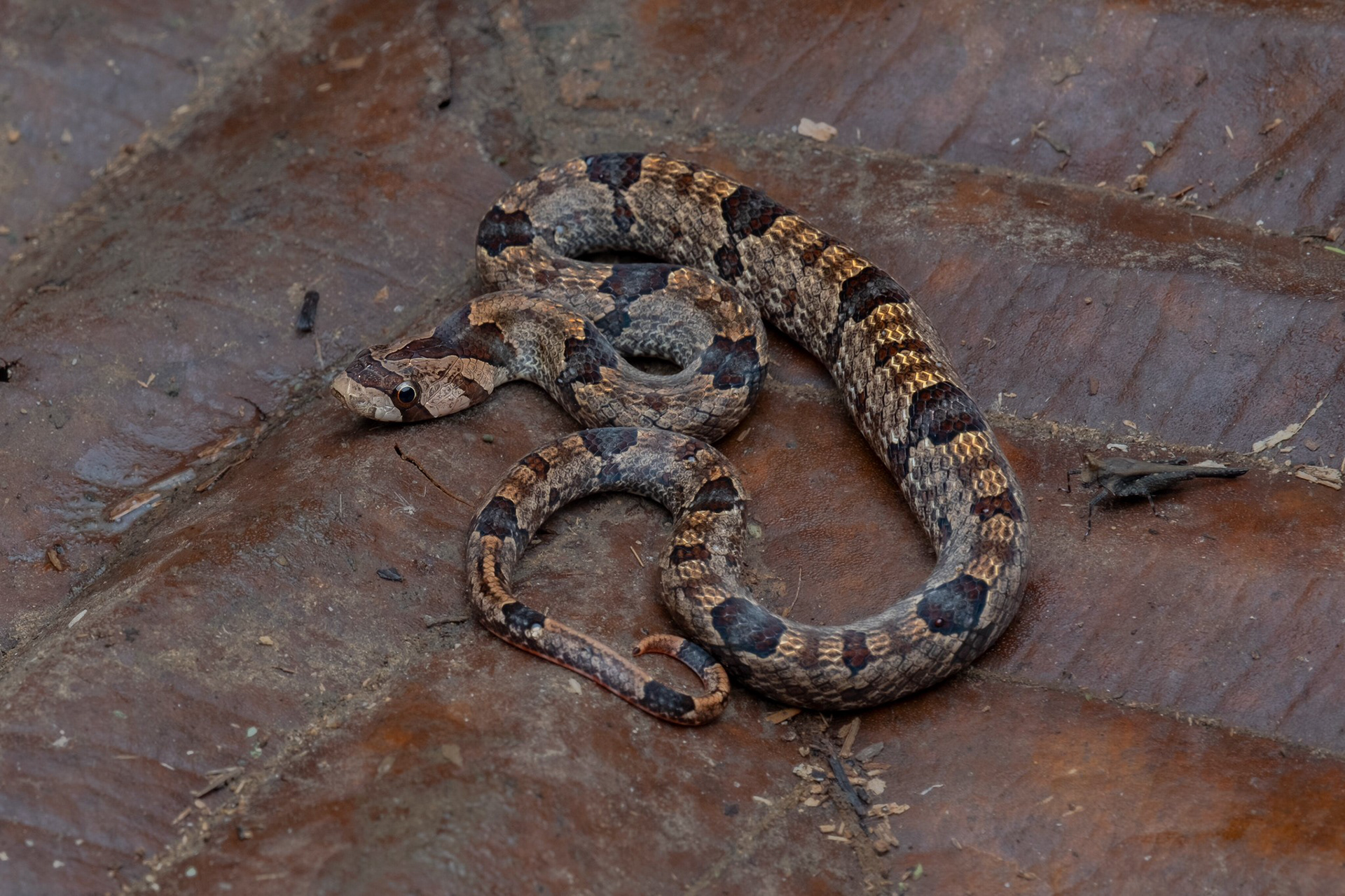 Purple kukri snake (Oligodon purpurascens)