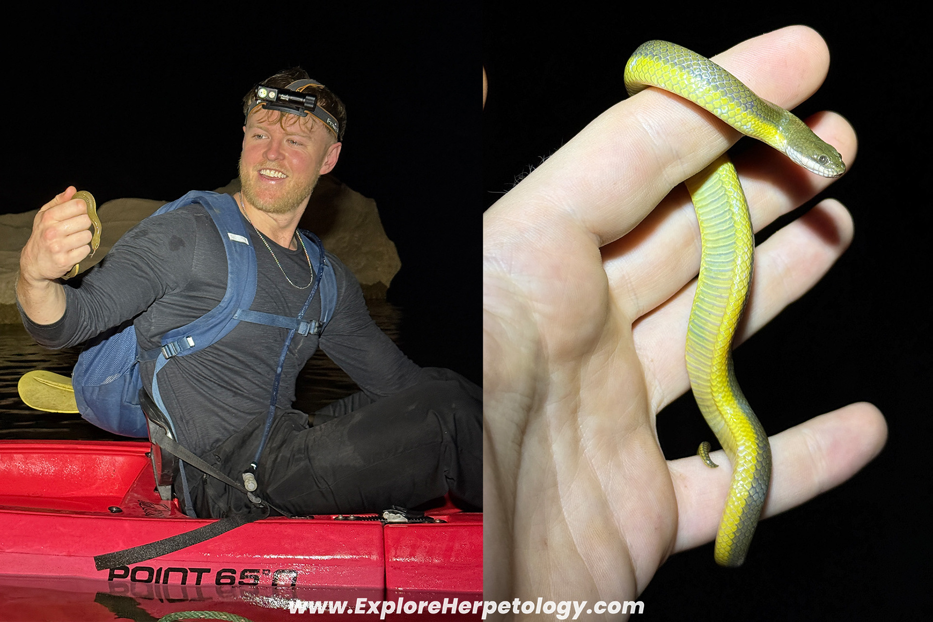 Murphy's mud snake (Hypsiscopus murphyi).