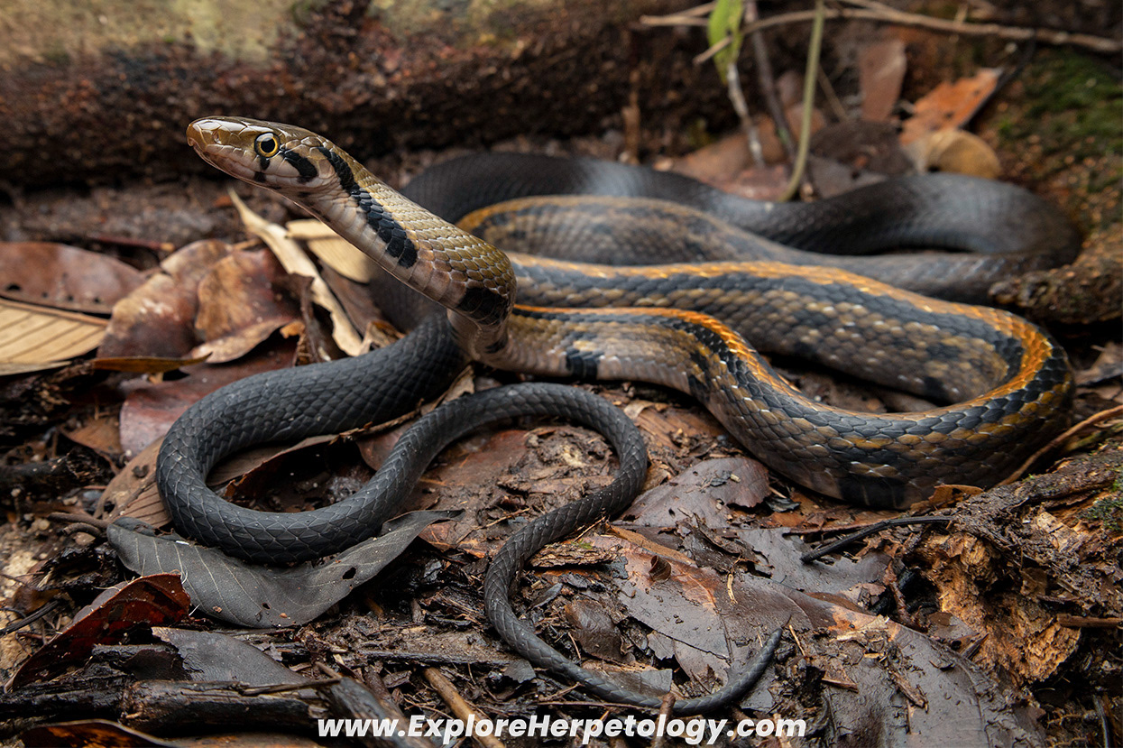 Malayan racer (Coelognathus flavolineatus).