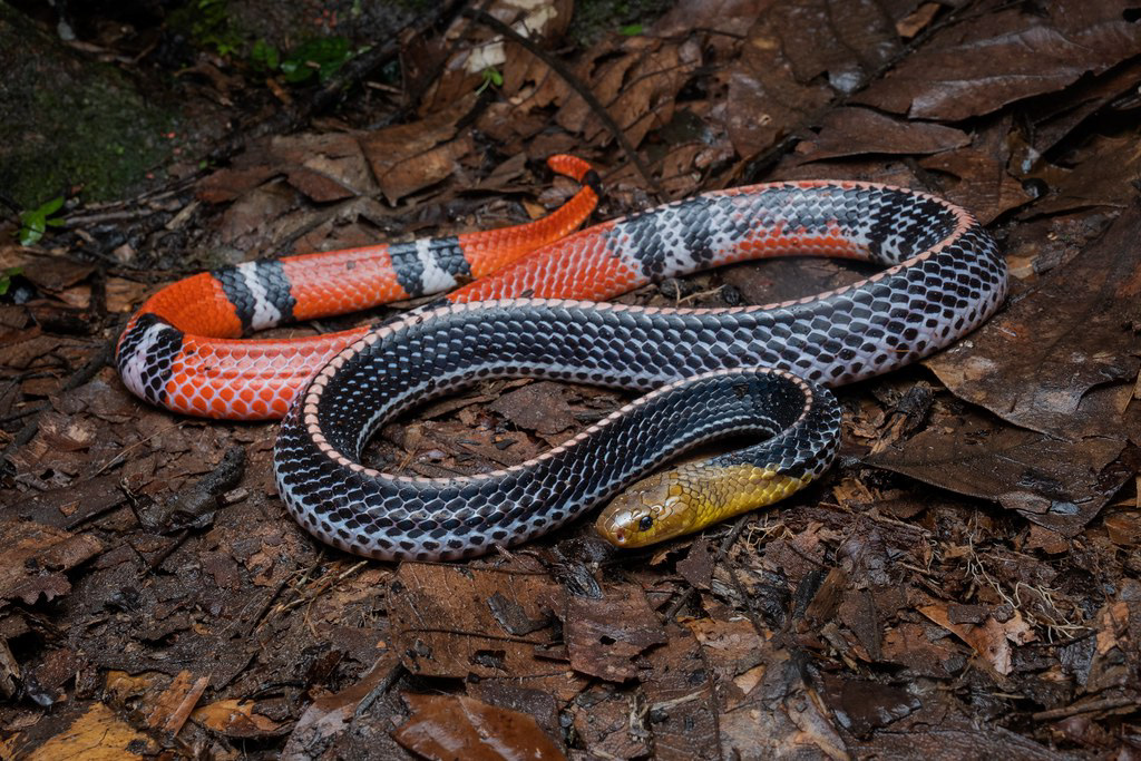 Kinabalu krait (Bungarus f. baluensis)