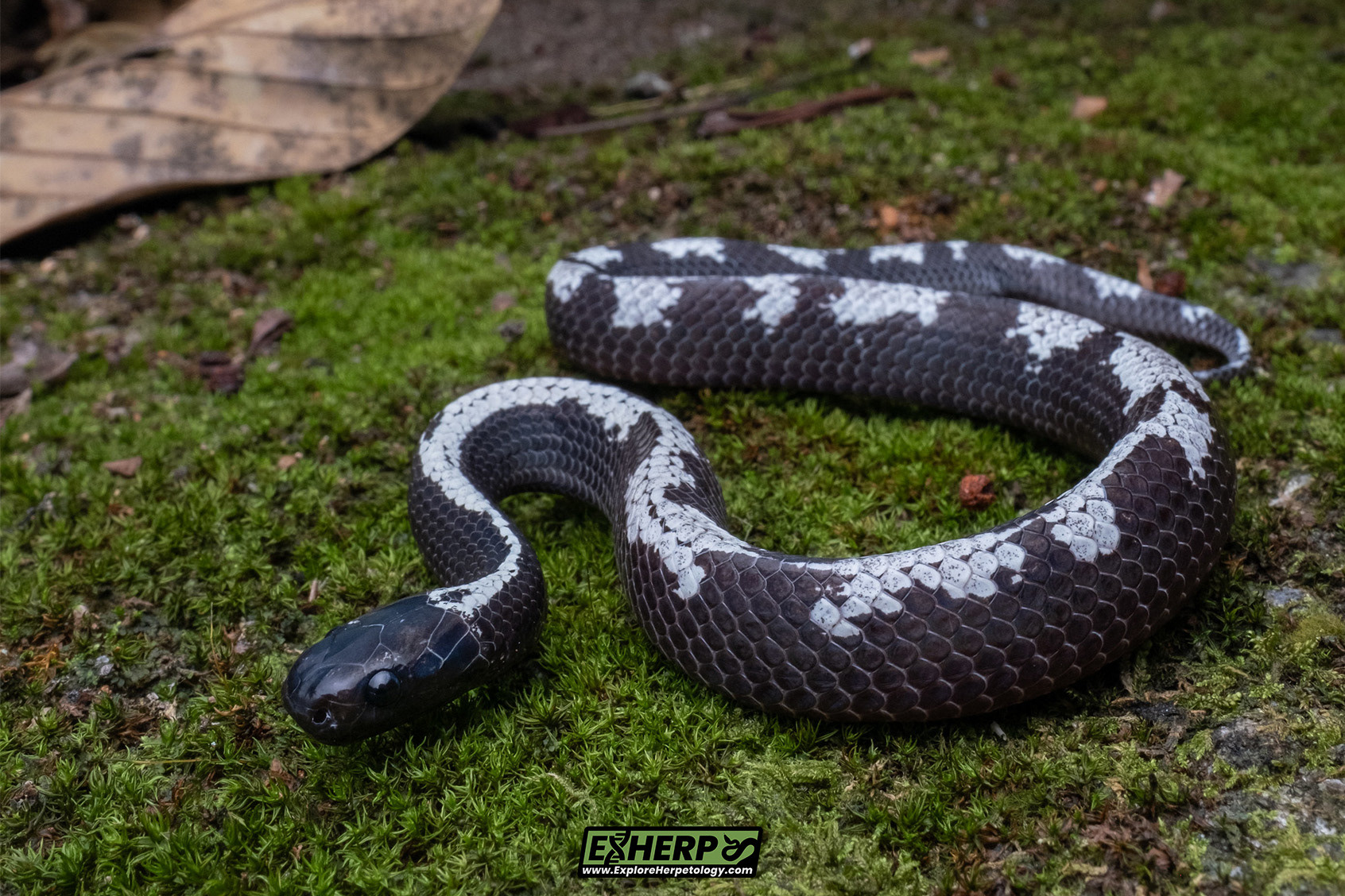 Malaccan slug snake (Asthenodipsas cf. malaccanus).