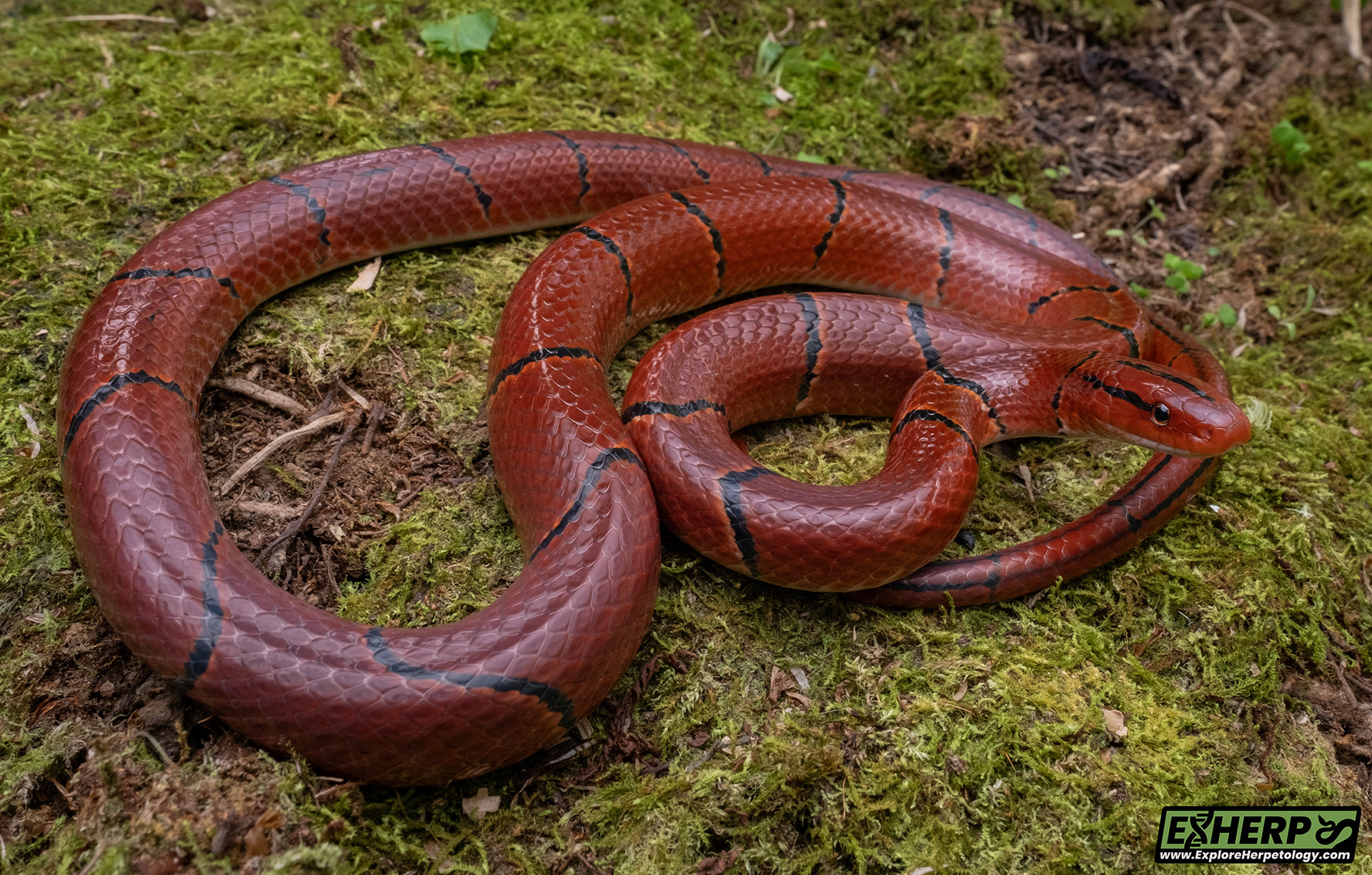 Red bamboo ratsnake (Oreocryoptophis porphyracea).