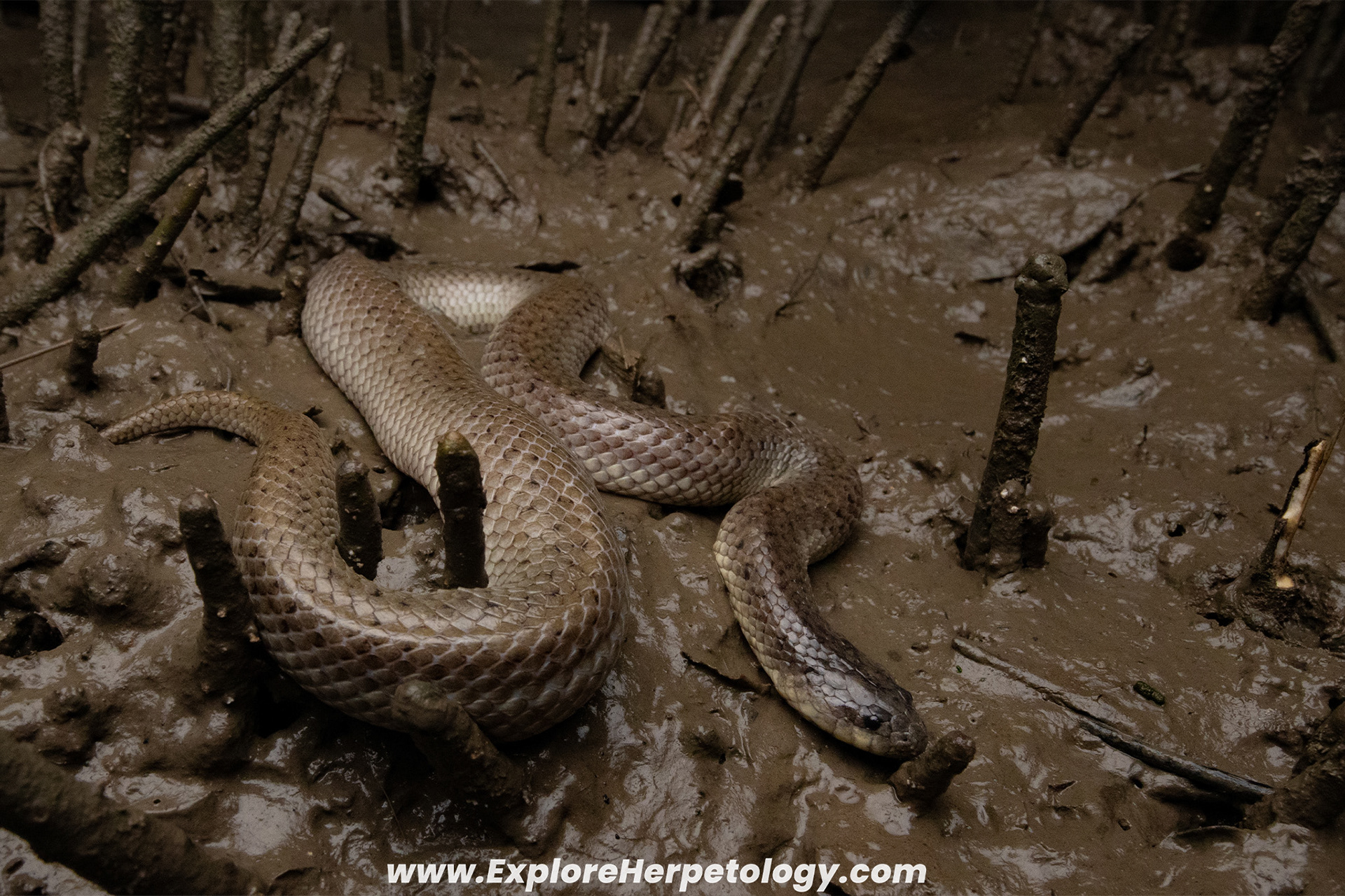 Crab-eating mangrove snake (Fordonia leucobalia).