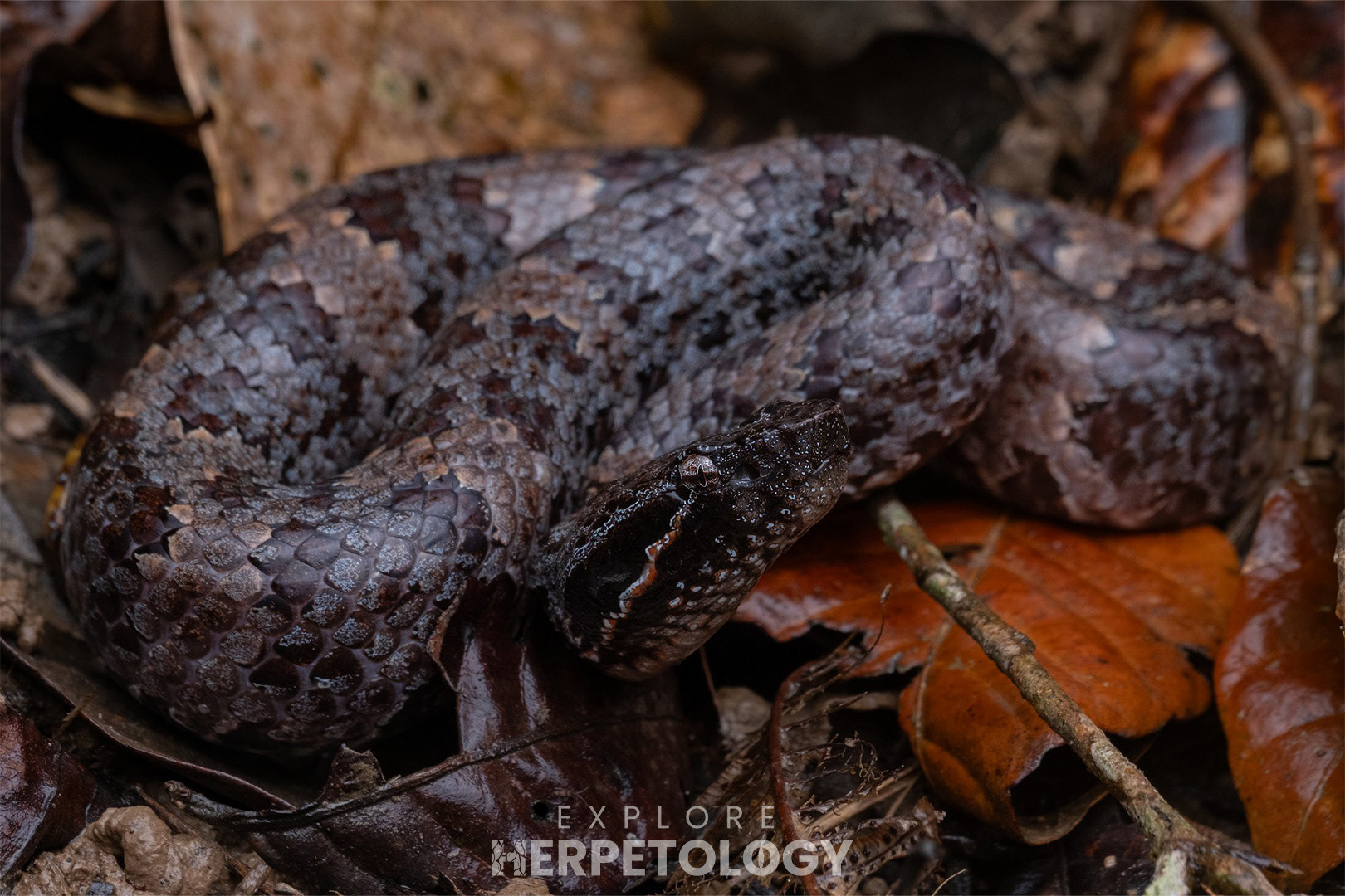 Male Garthius found on the road.