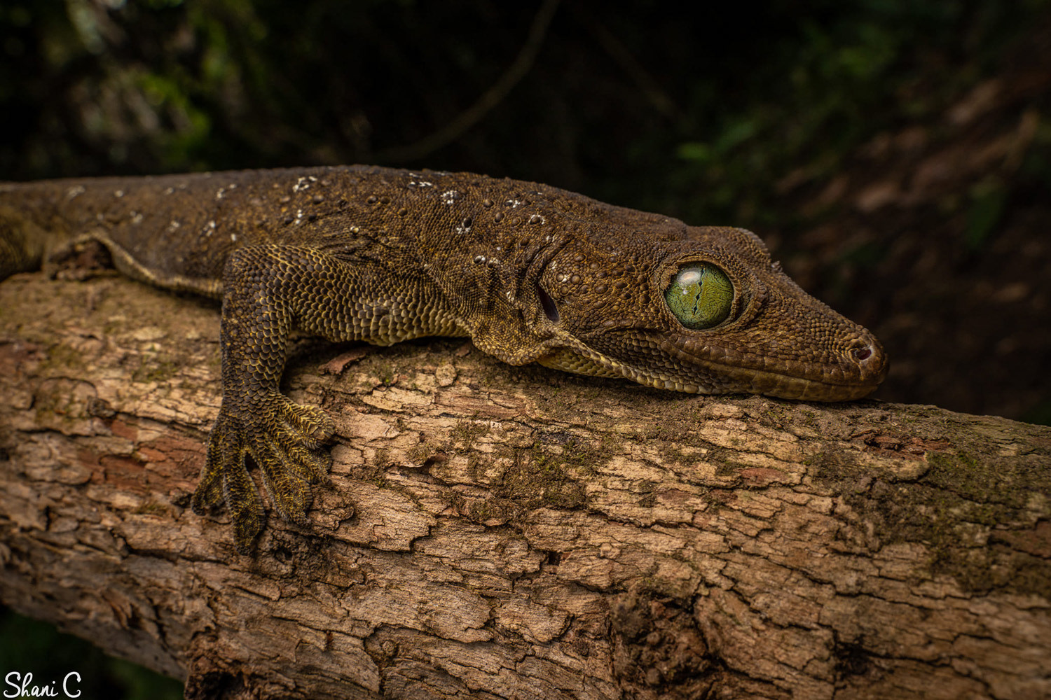 Smith's green-eyed gecko (Gekko smithi).