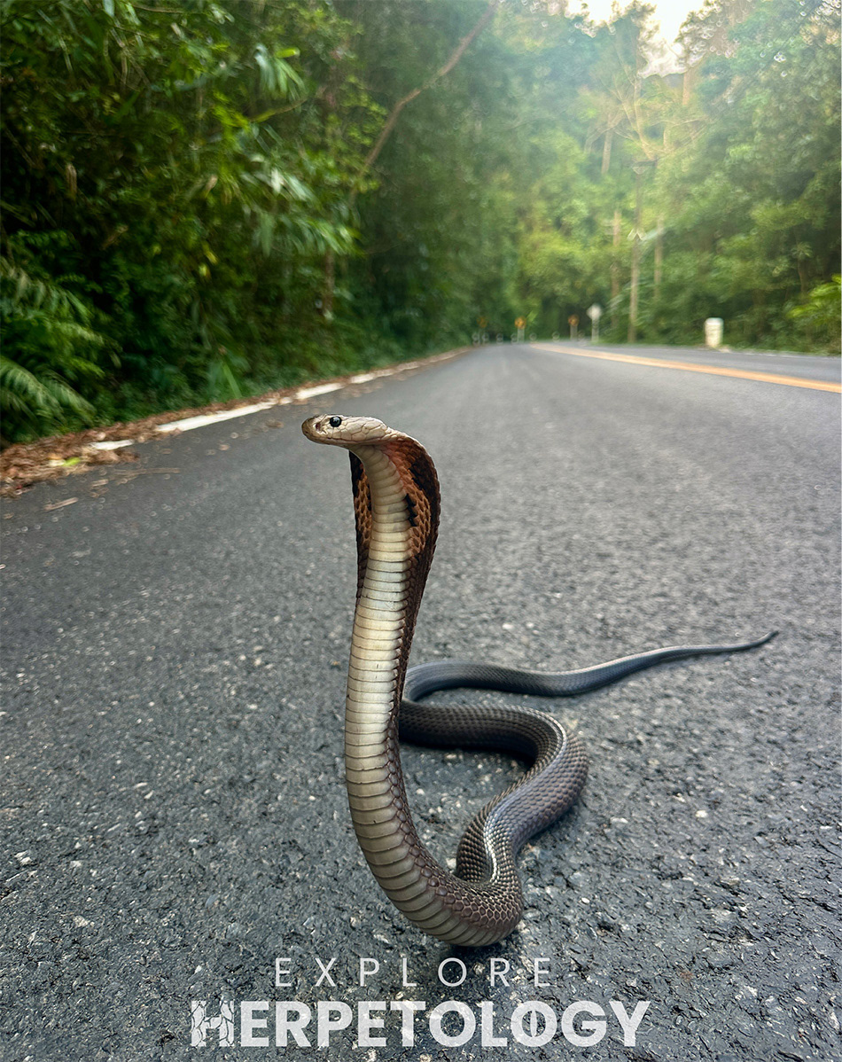 Naja fuxi seconds after encounter