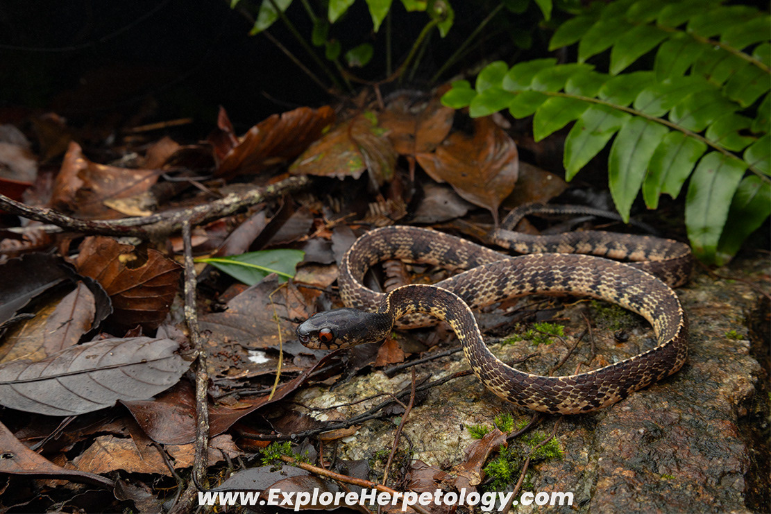 Vertebral slug snake (Asthenodipsas vertebralis).