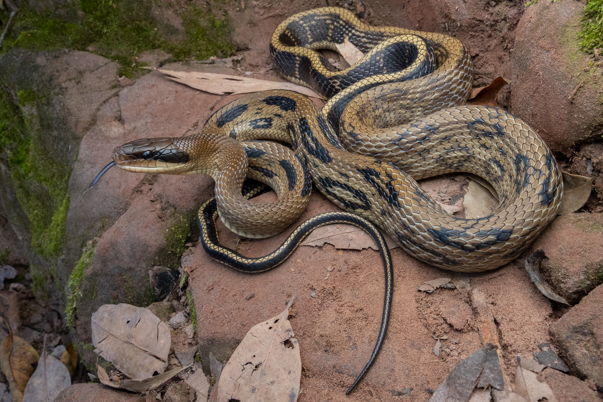 Yunnan beauty ratsnake (Elaphe taeniura yunnanensis).