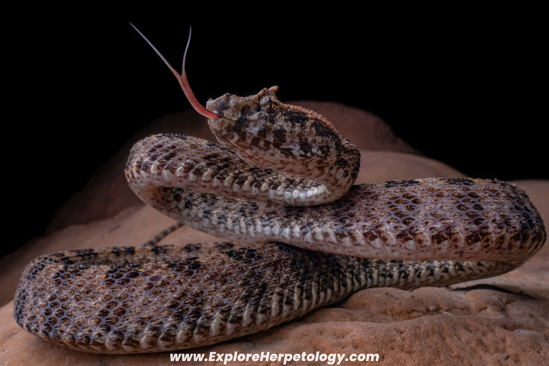 Three-horned lance-headed pit viper (Protobothrops sieversorum).