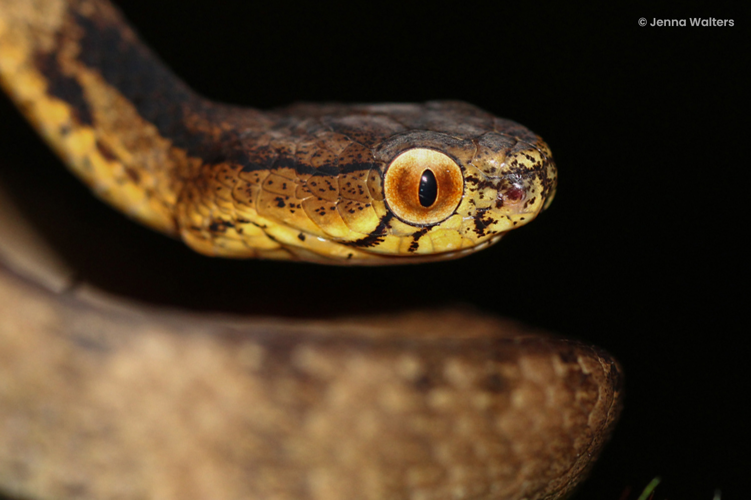 Keeled slug snake (Pareas carinatus).