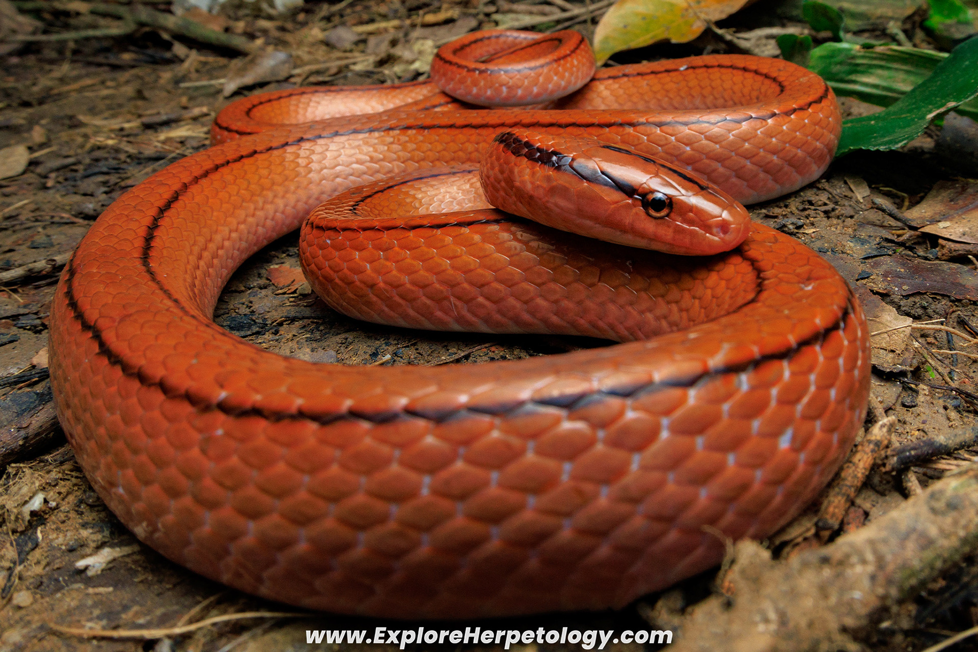 Red bamboo ratsnake (Oreocryptophis porphyracea vaillanti).
