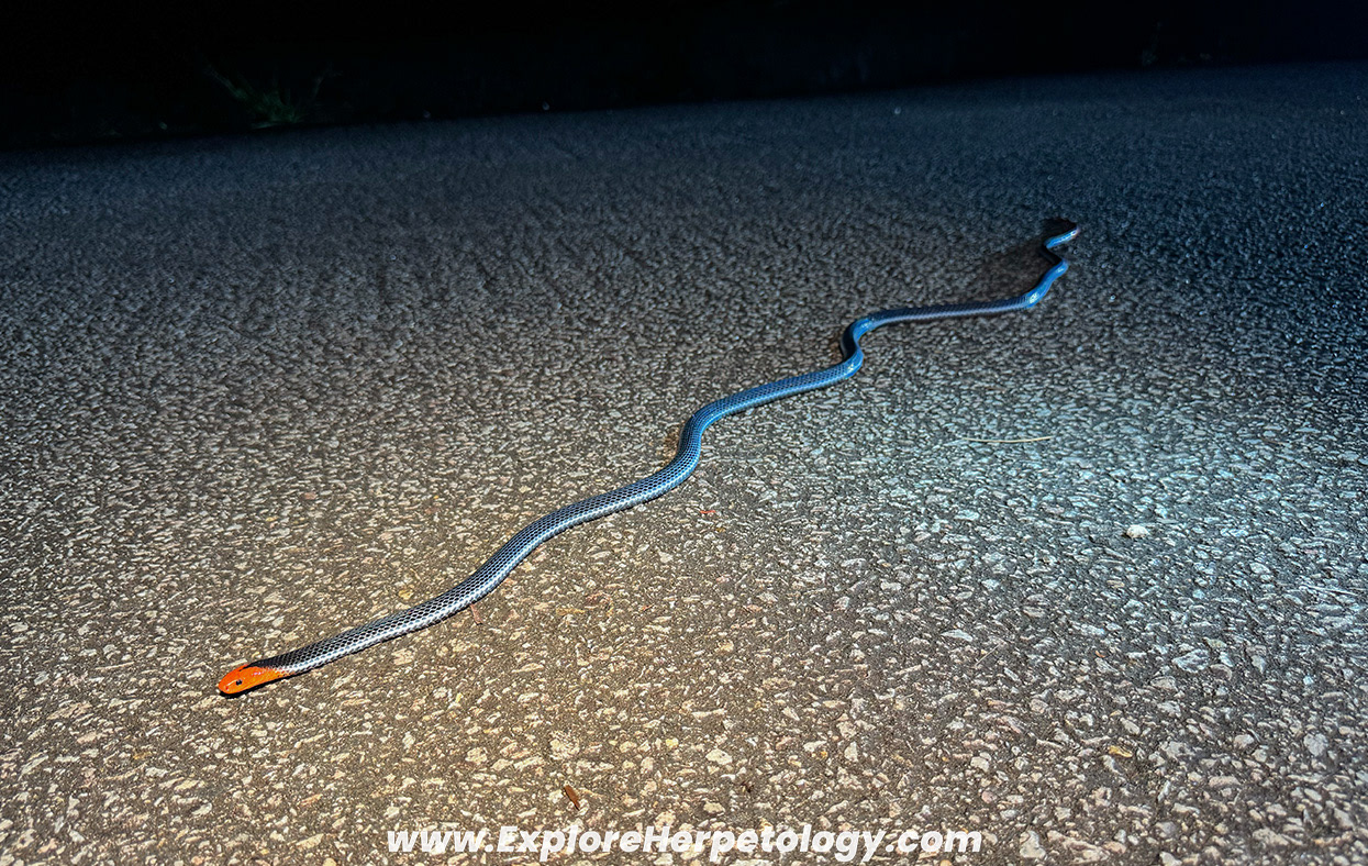 Malaysian blue coral snake (Calliophis bivirgata flaviceps).