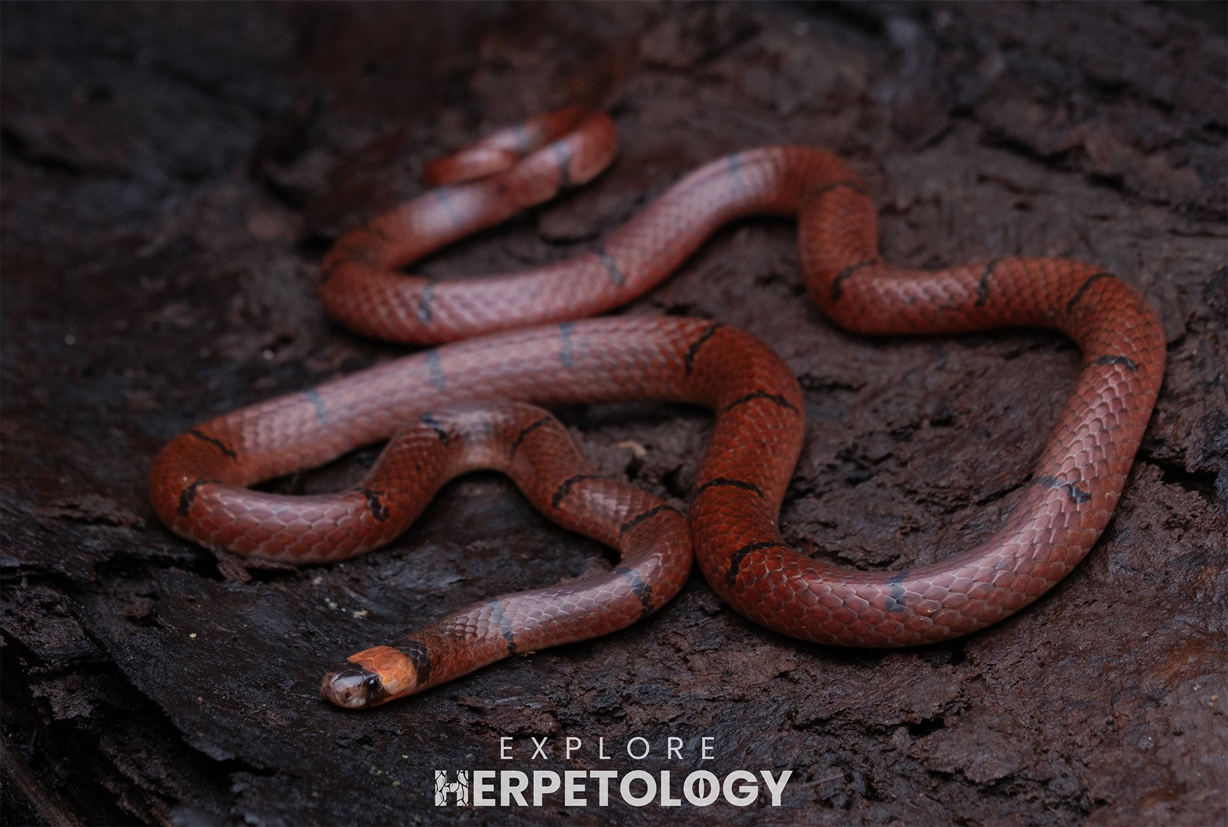 Annulated coral snake (Sinomicrurus cf. annularis)