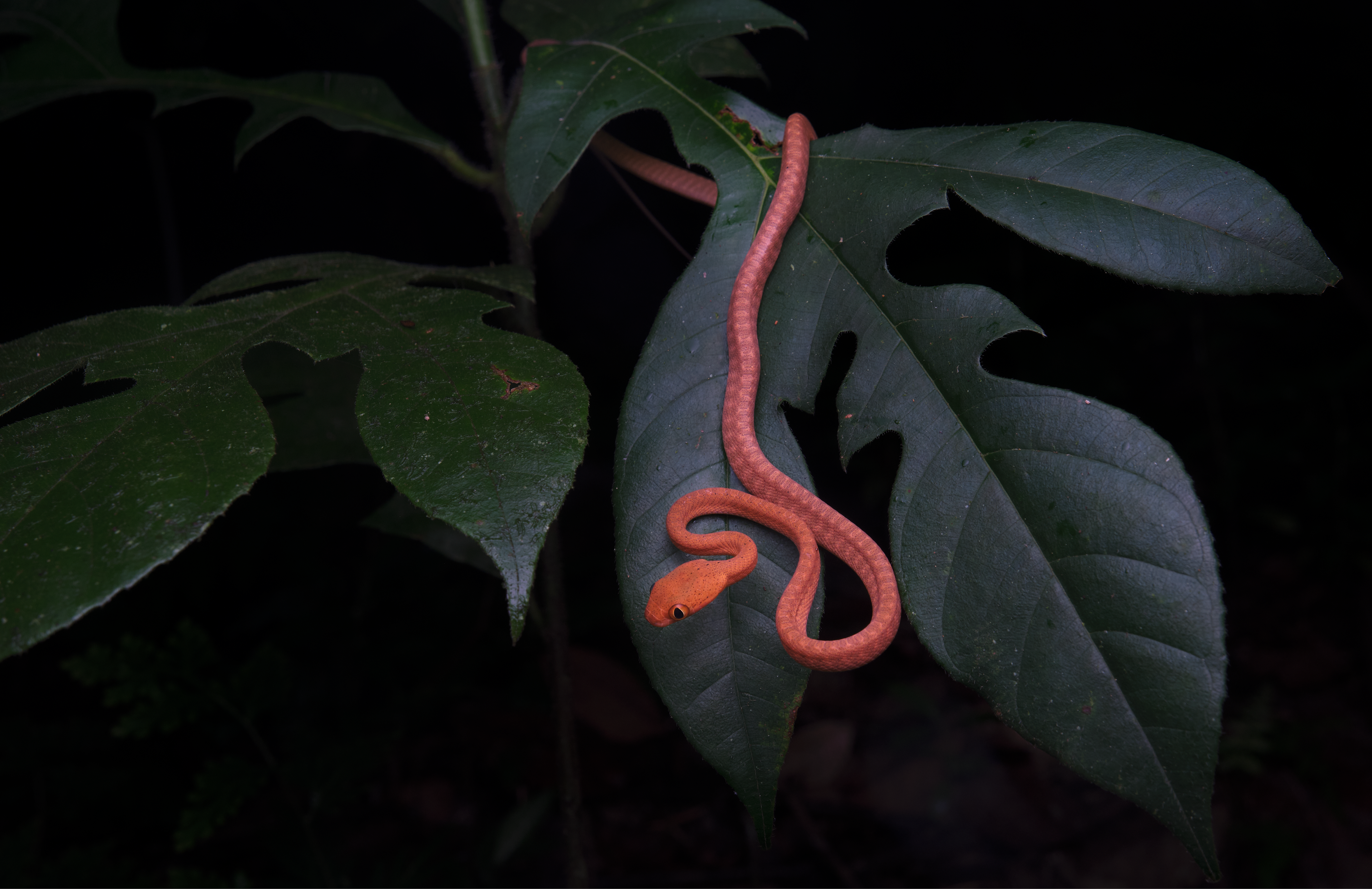 Juvenile dark-headed cat snake (Boiga nigriceps)