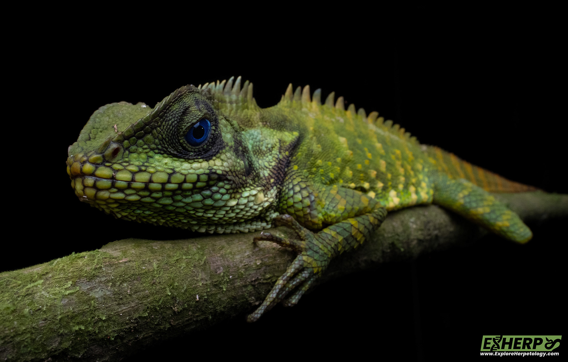 Manthey's mountain lizard (Gonocephalus lacunosus).