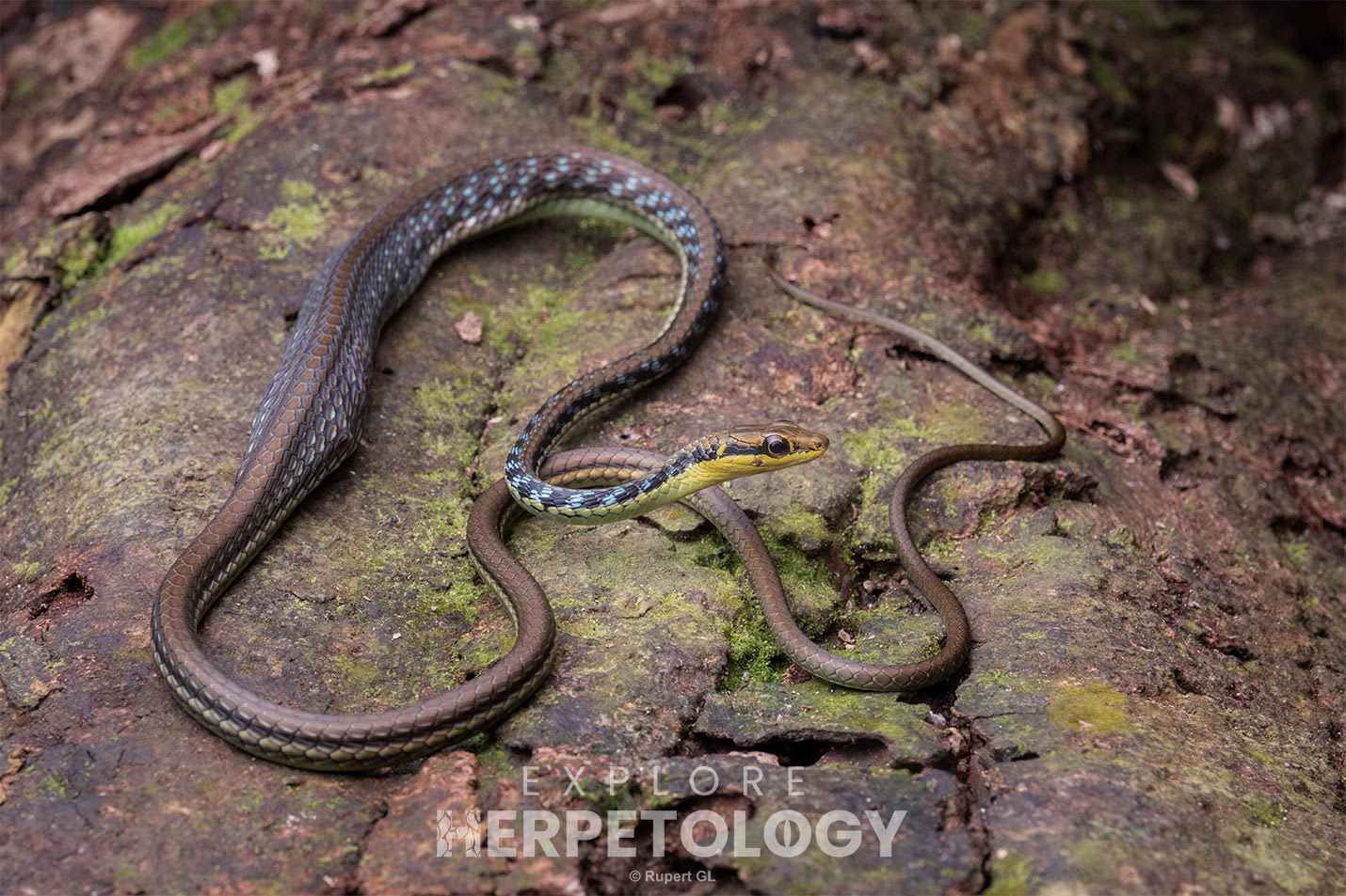 Maren's bronzeback (Dendrelaphis cf. marenae)