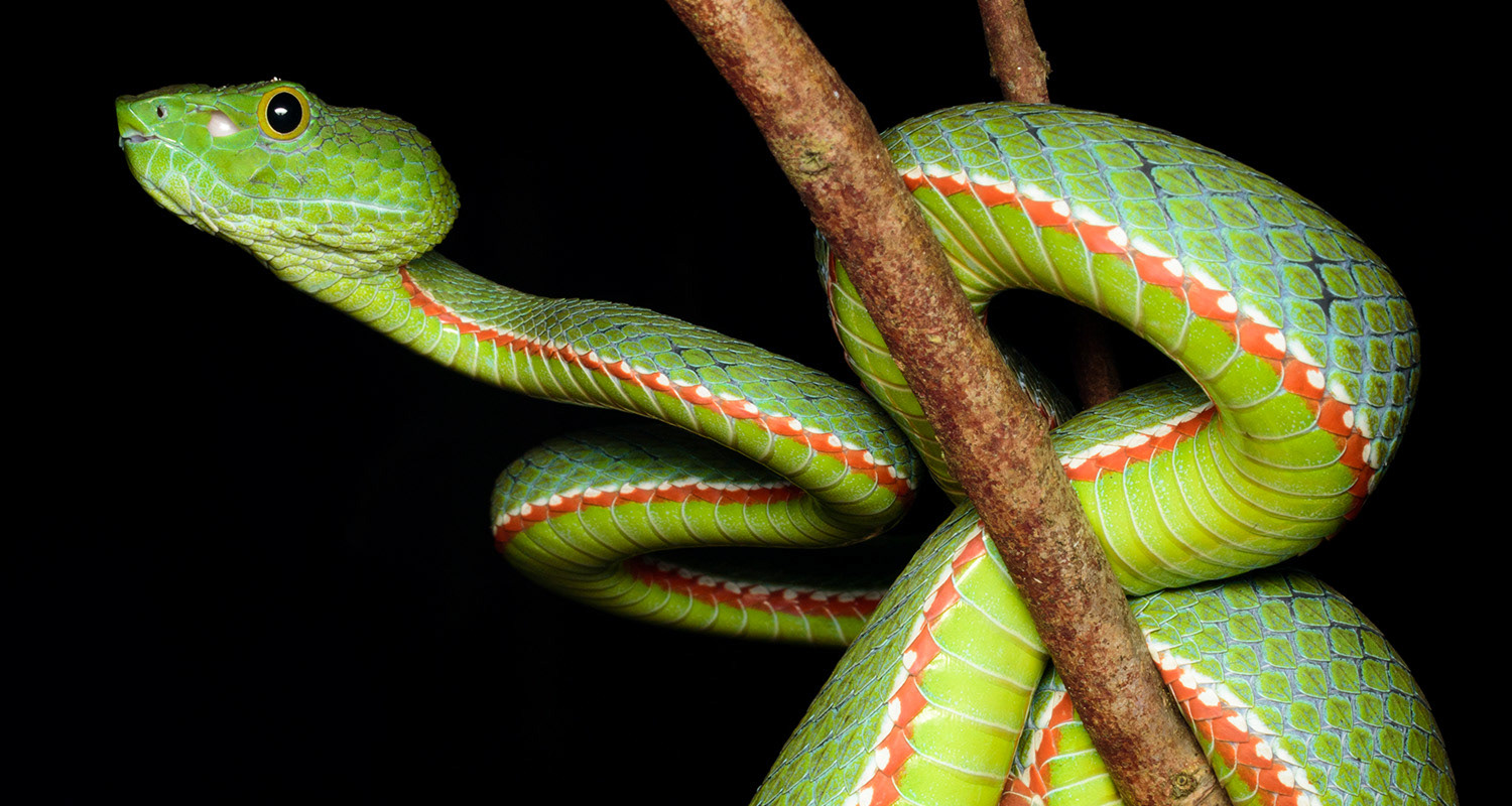 Sabah pit viper (Trimeresurus sabahi) male.